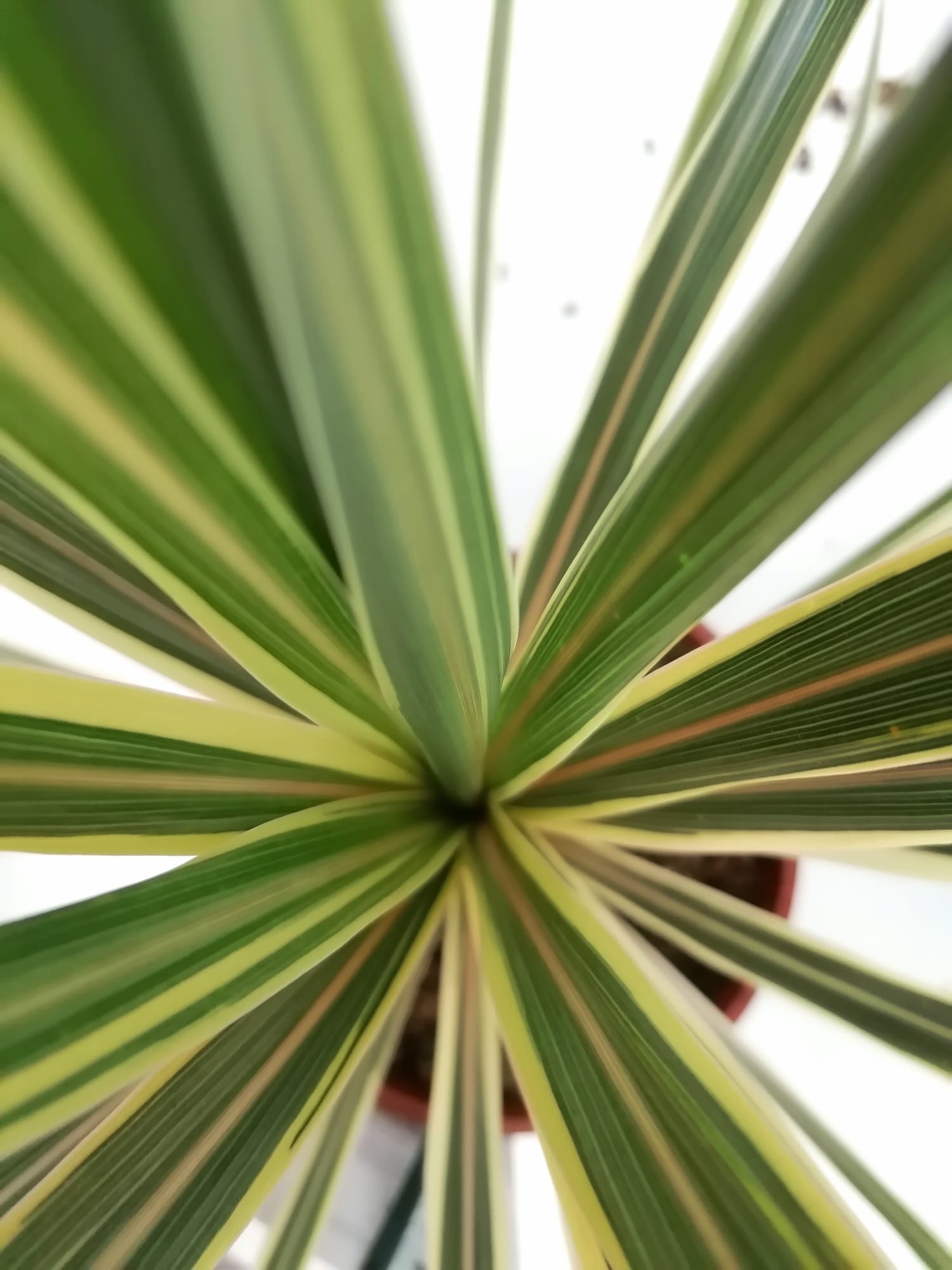 Cordyline australis "Torbay Dazzler" 6L 60/80