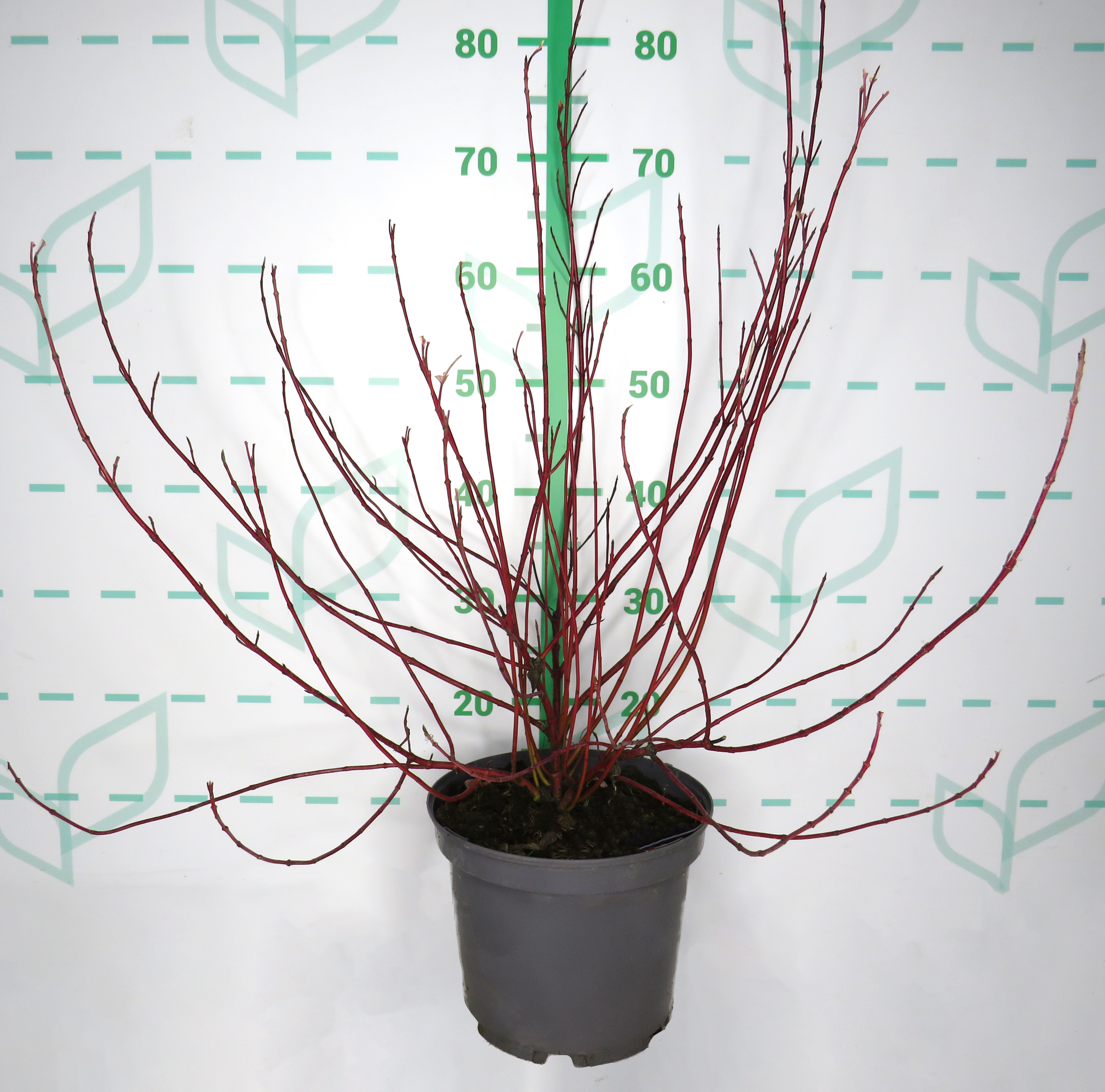 Cornus alba "Ivory Halo" 5L 50/60