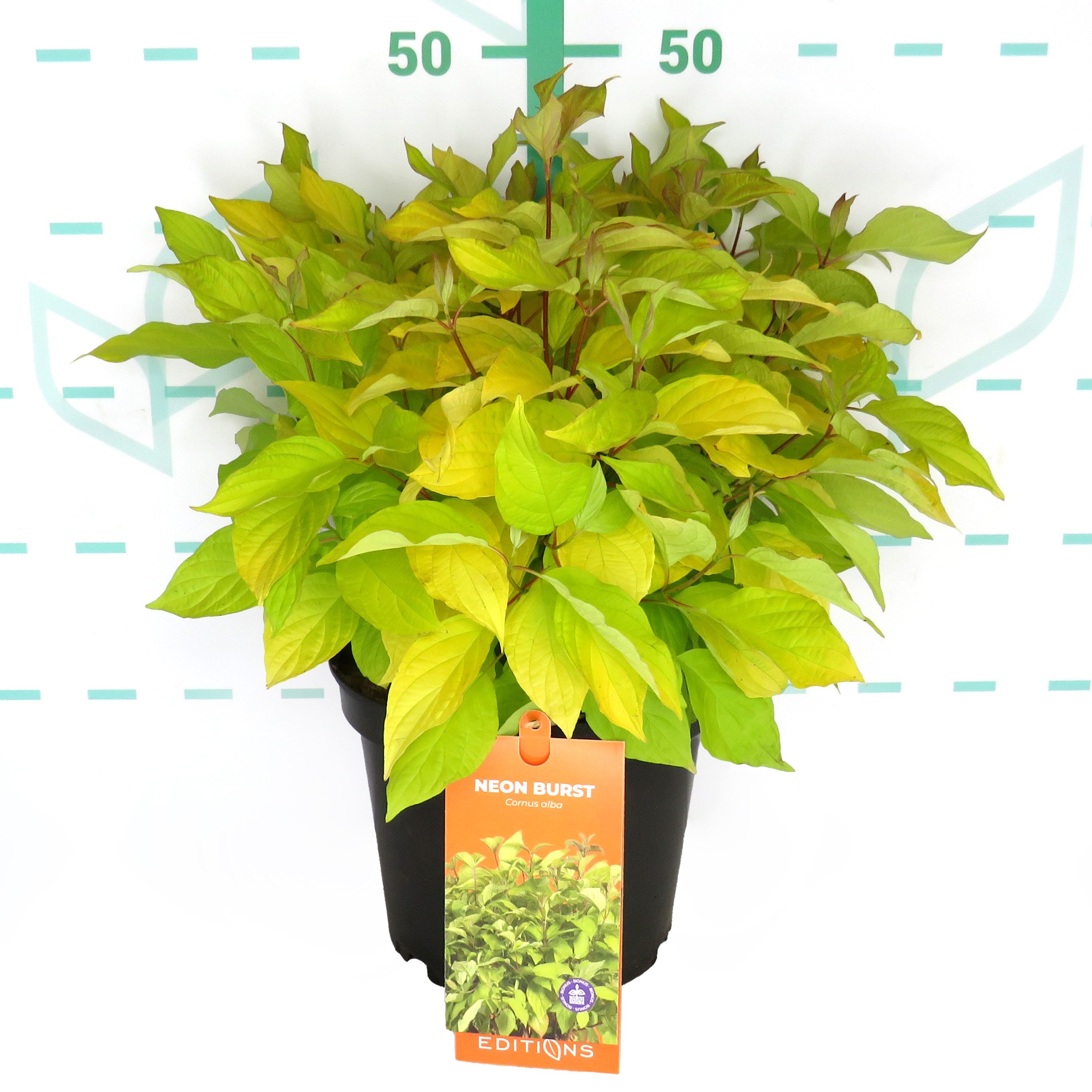 Cornus alba "Neon Burst" 5L 30/40