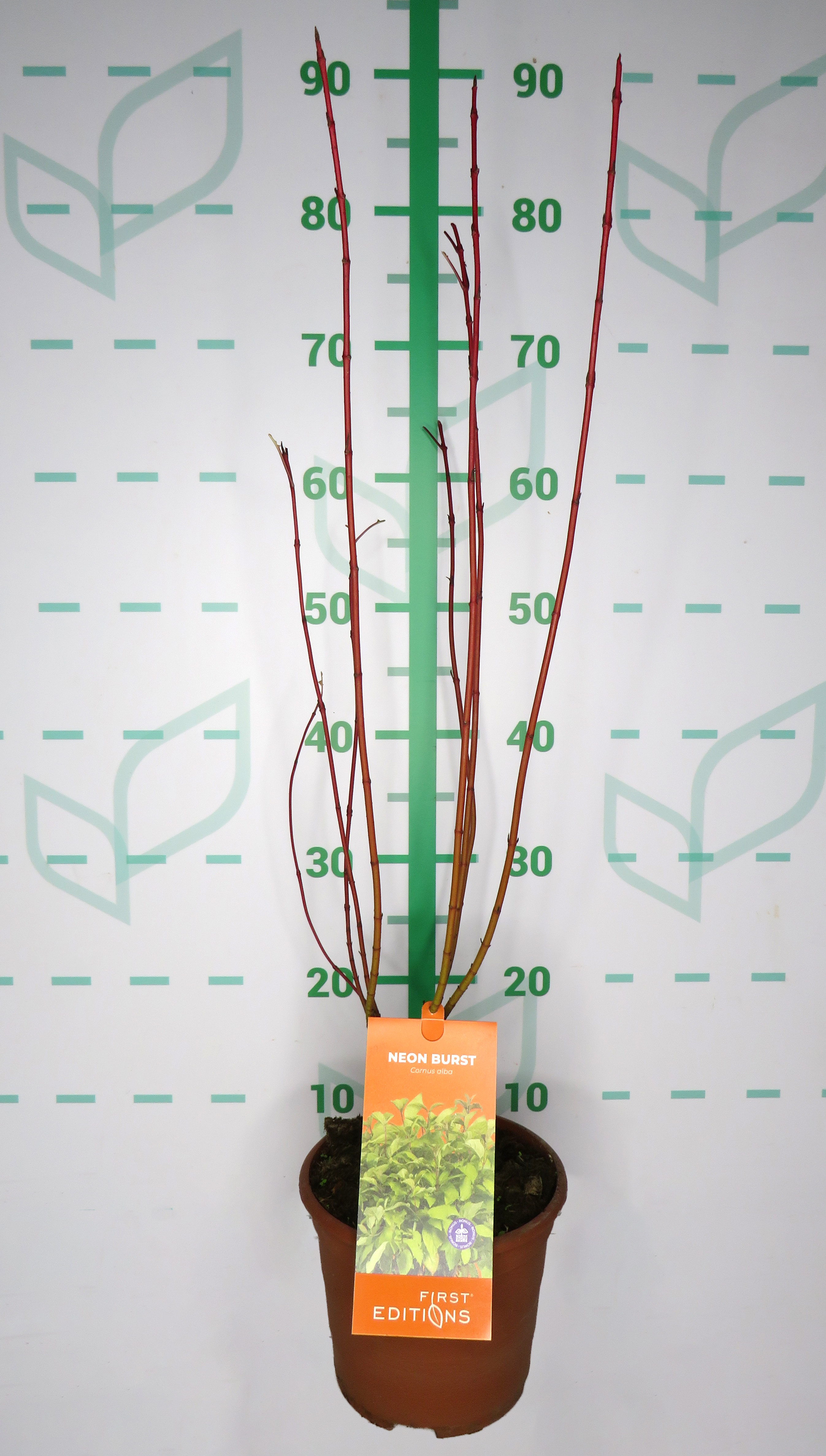 Cornus "Neon Burst" 2.5L Deco 30/40