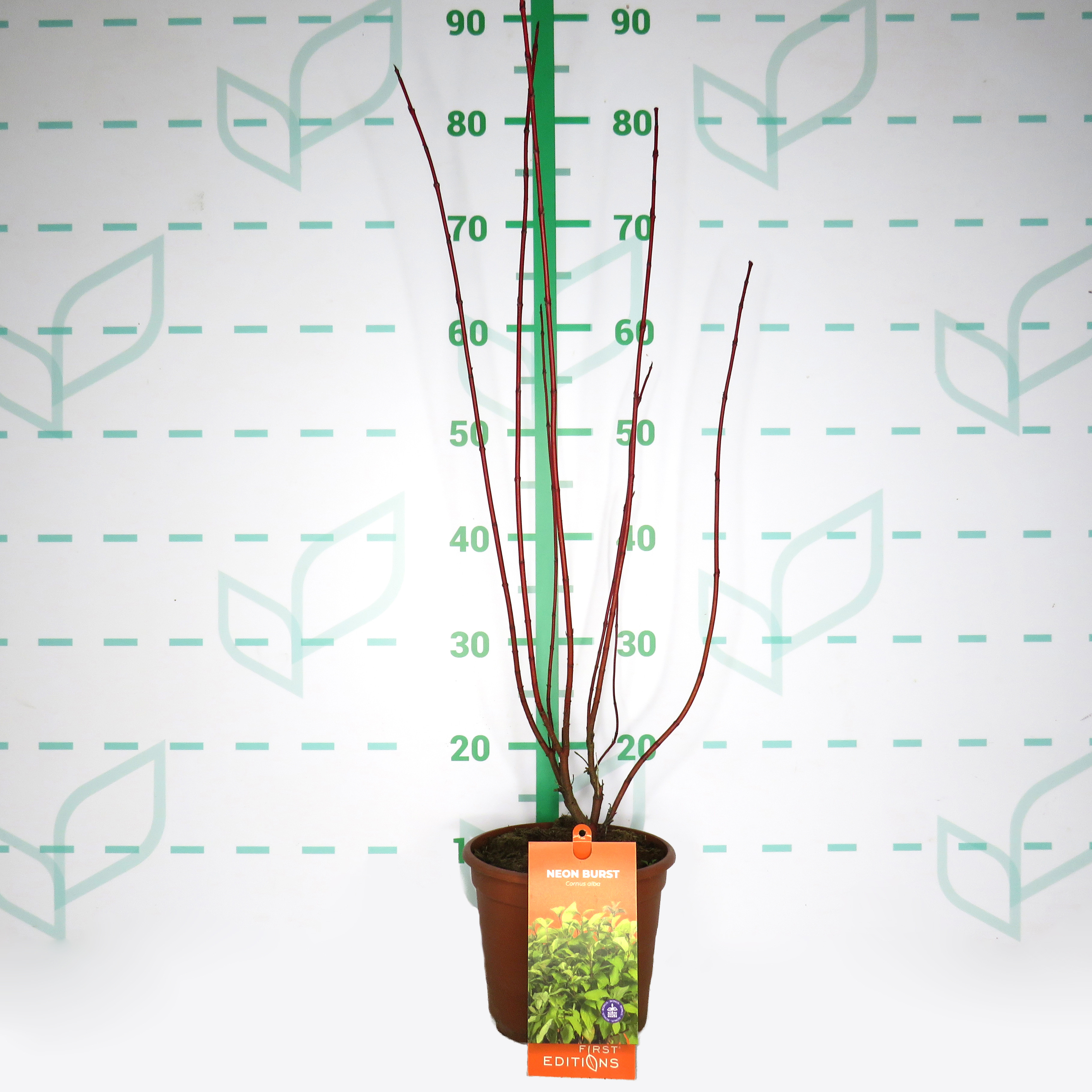 Cornus "Neon Burst" 2.5L Deco 30/40