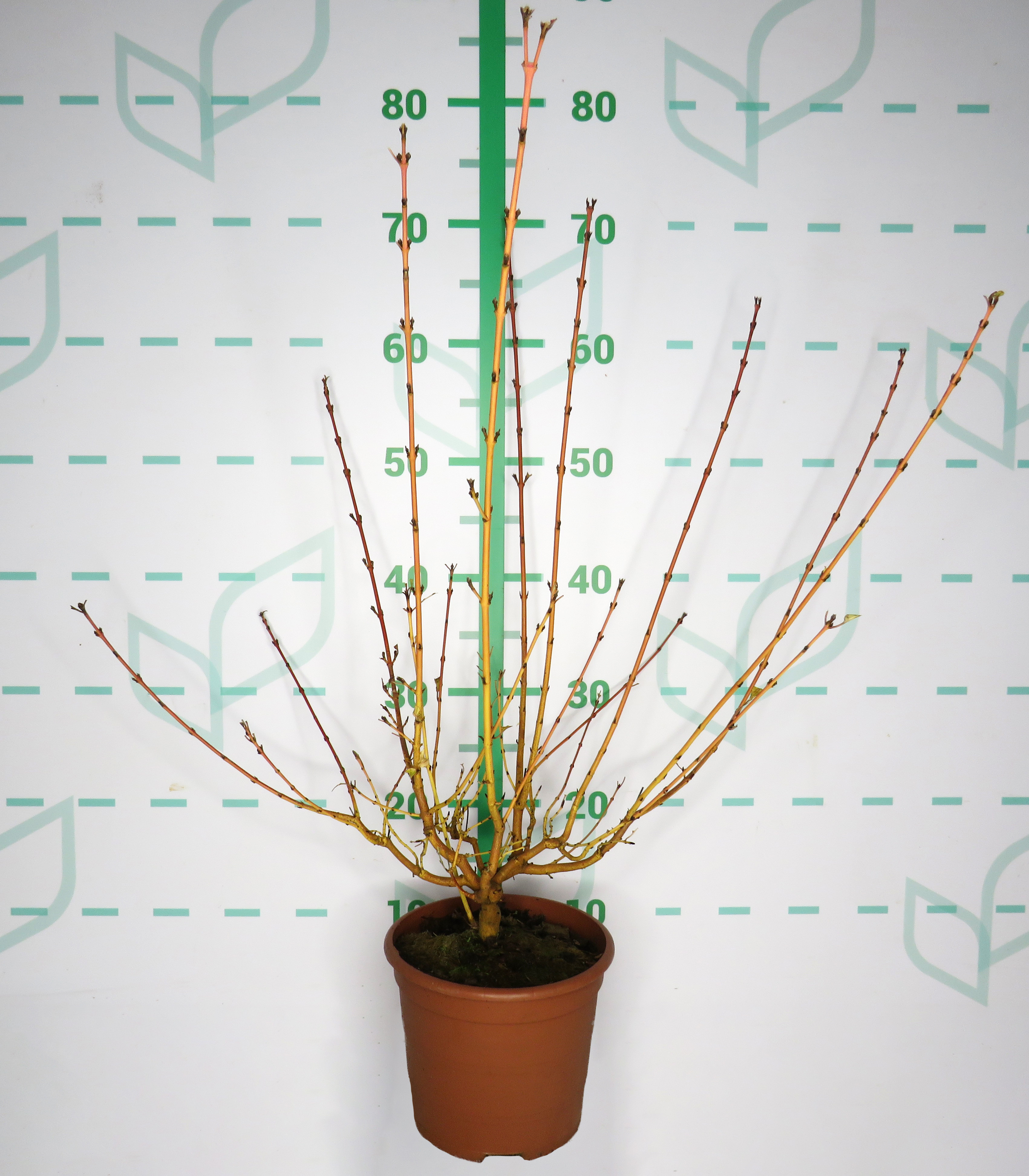 Cornus sanguinea "Midwinter Fire" 2.5L Deco 30/40