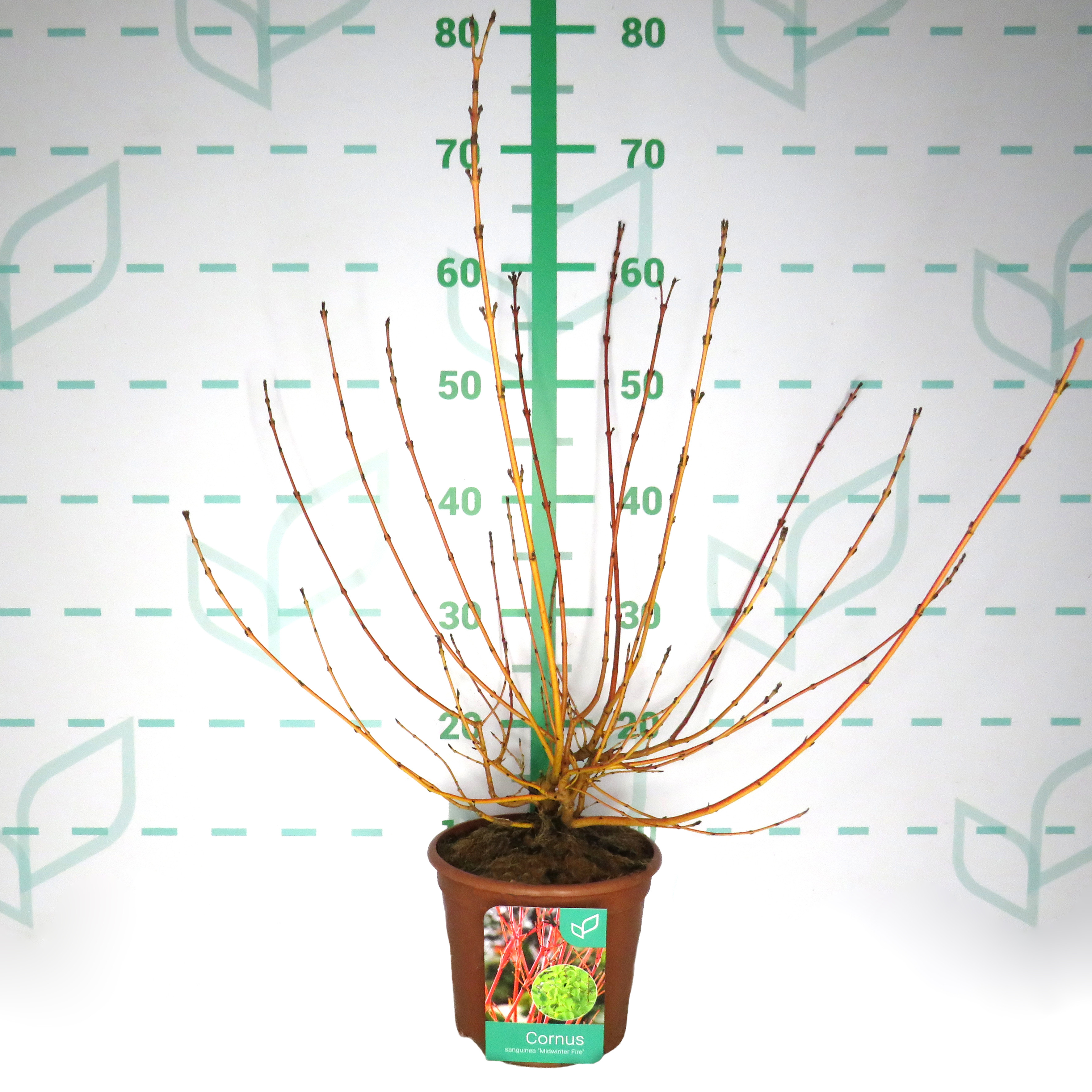 Cornus sanguinea "Midwinter Fire" 2.5L Deco 30/40