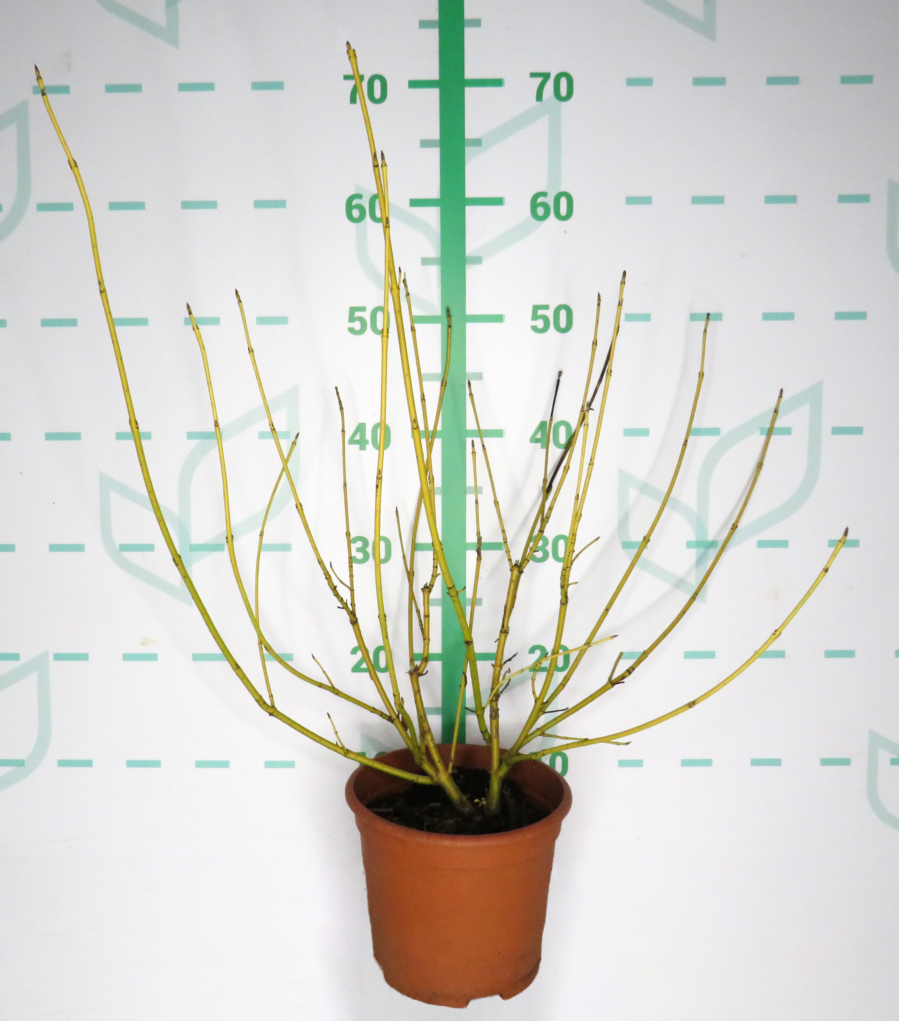 Cornus sericea "Flaviramea" 2.5L Deco 30/40