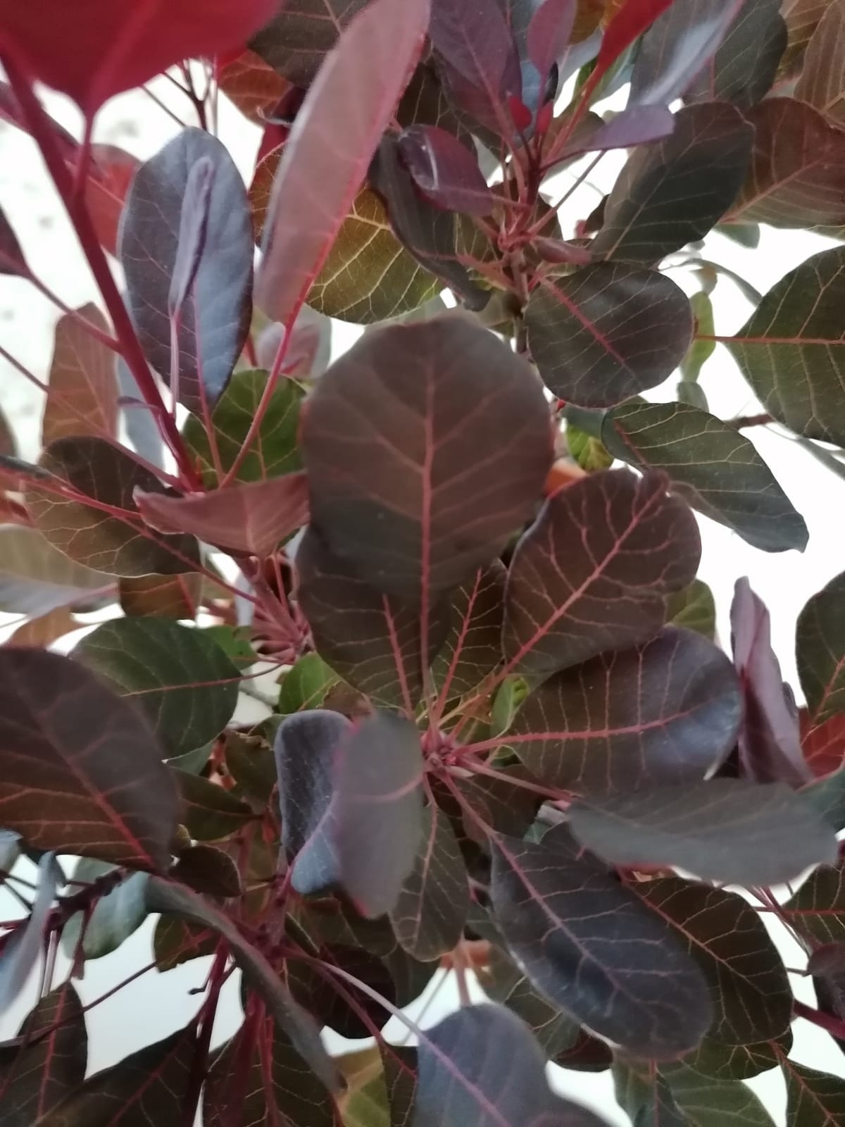 Cotinus coggygria 'Lilla'  ® 2.5L Deco 20/25