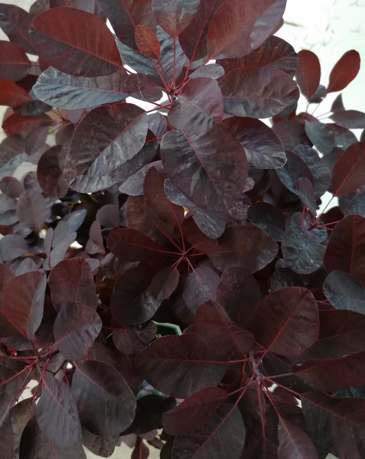 Cotinus coggygria "Royal Purple" 15L 40/50