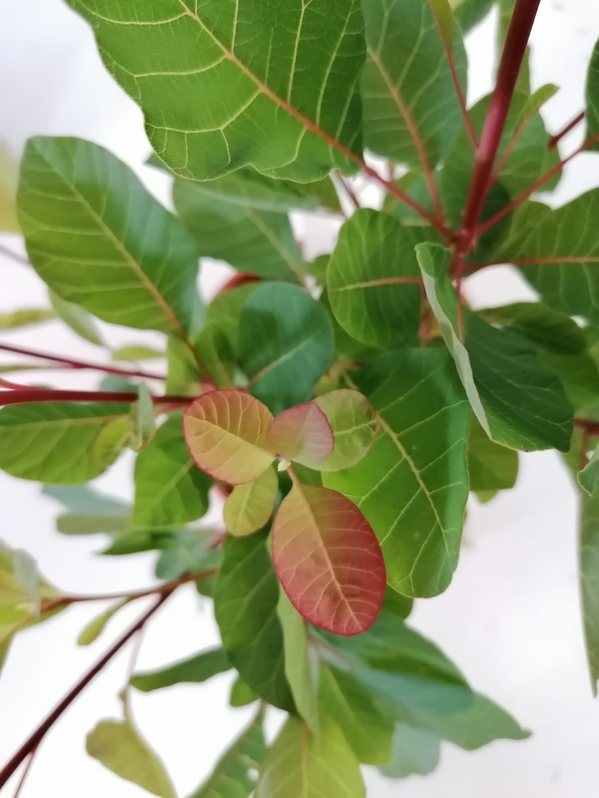 Cotinus "Flame" 2.5L Deco 20/30