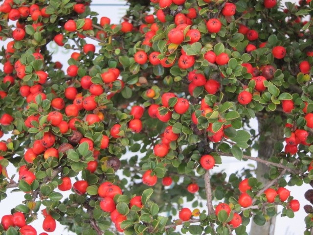 Cotoneaster x suecicus "Coral Beauty" 3L