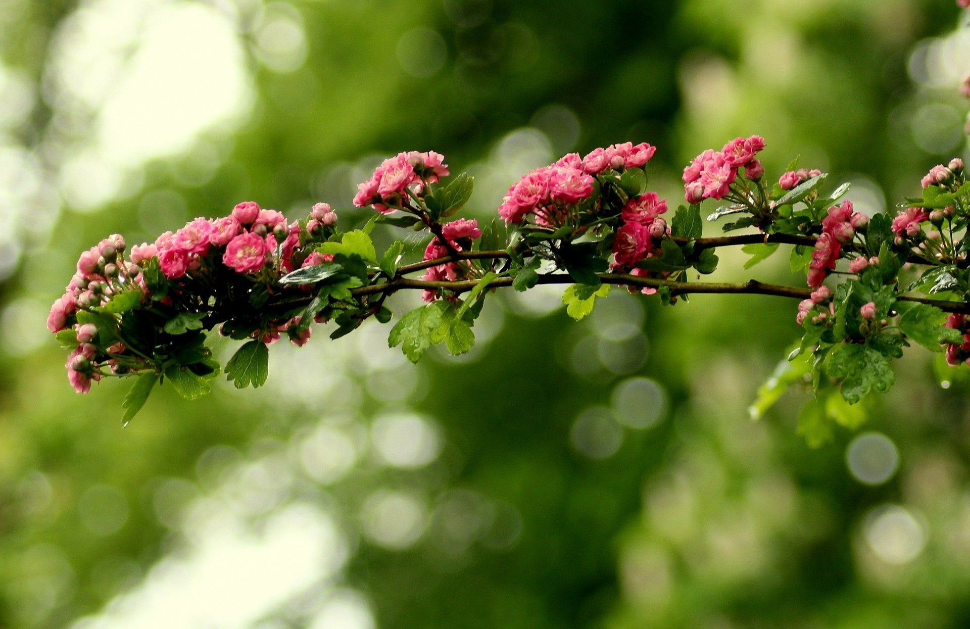 Crataegus laevigata "Paul Scarlet" 10L 120/130