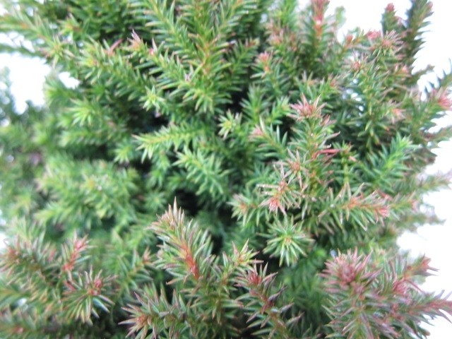 Cryptomeria japonica "Vilmoriniana" 2.5L 10/20 DP 15/20