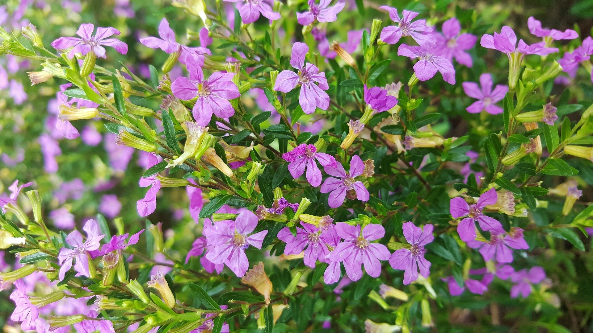 Cuphea hyssopifolia 2.5L 20/30