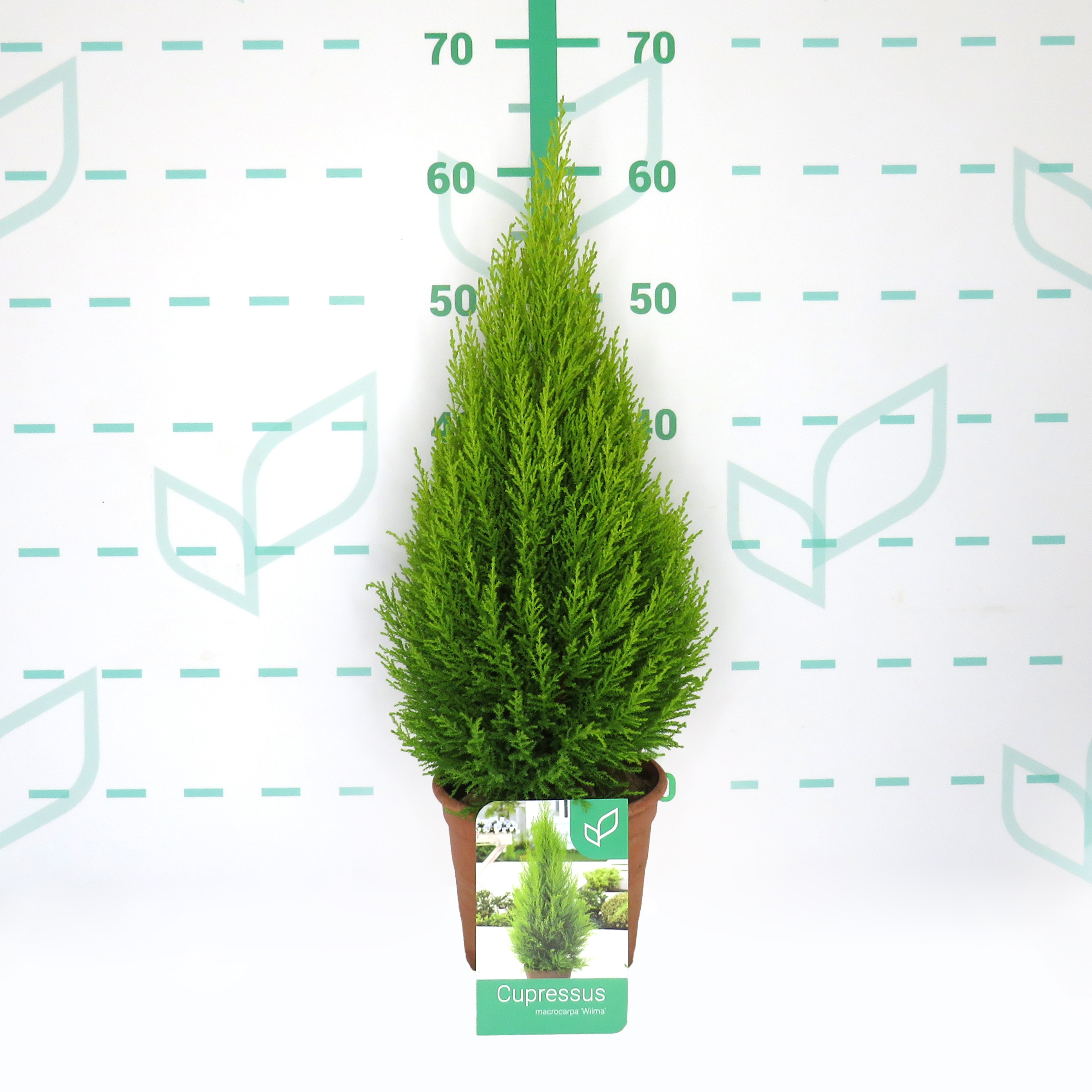 Cupressus macrocarpa "Wilma" 2.5L Deco 40/50