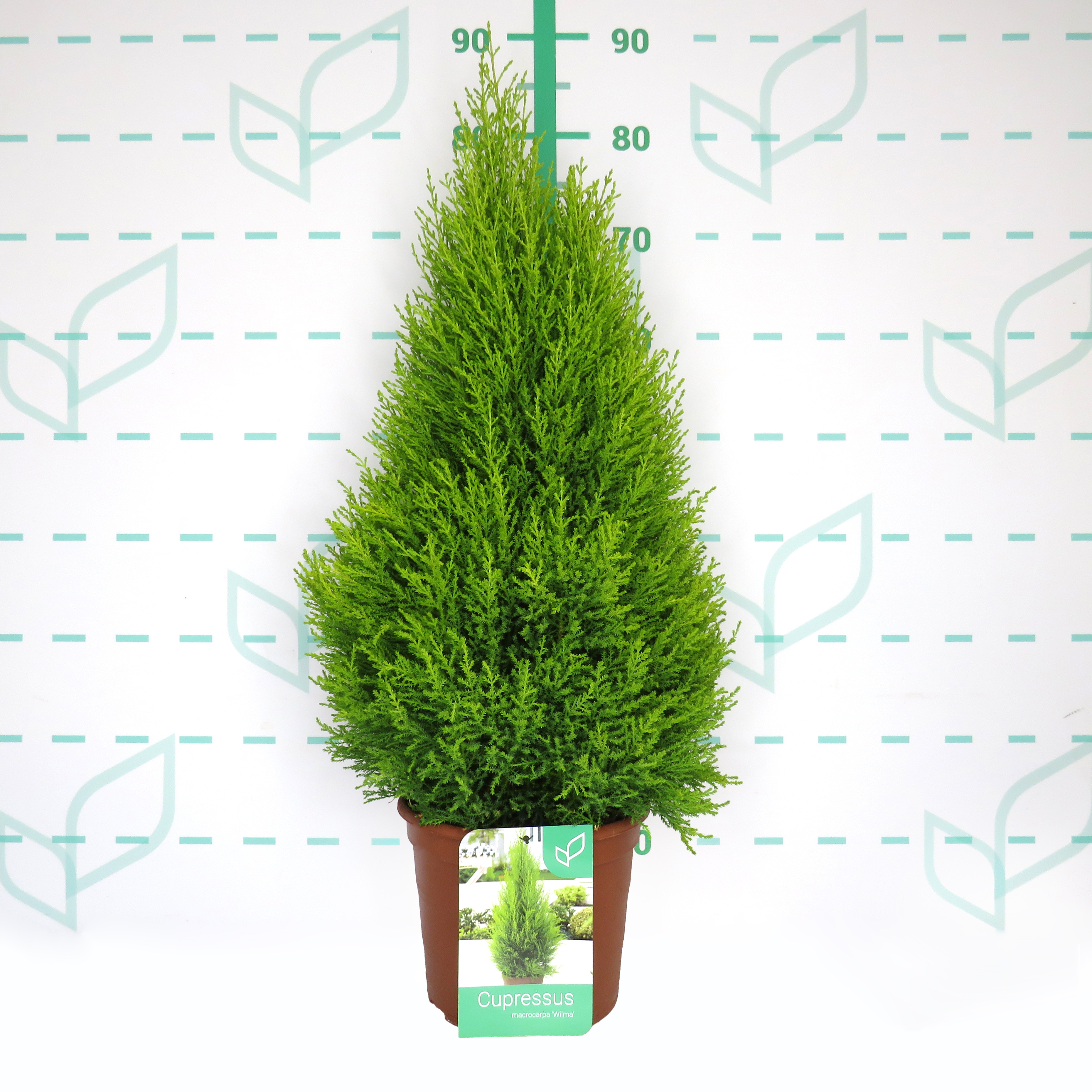 Cupressus macrocarpa "Wilma" 5L 60/70