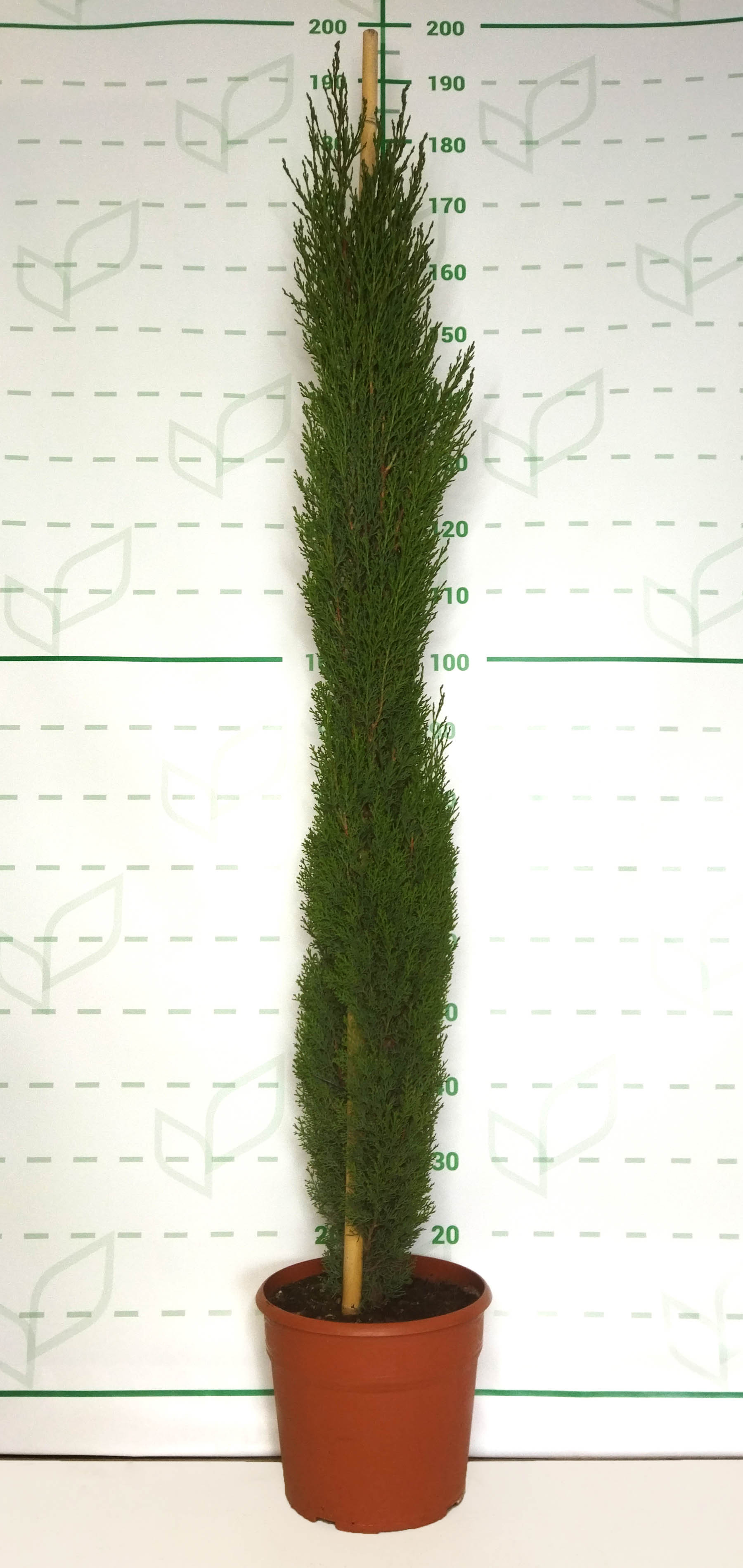 Cupressus sempervirens "Totem" 15L 150/160