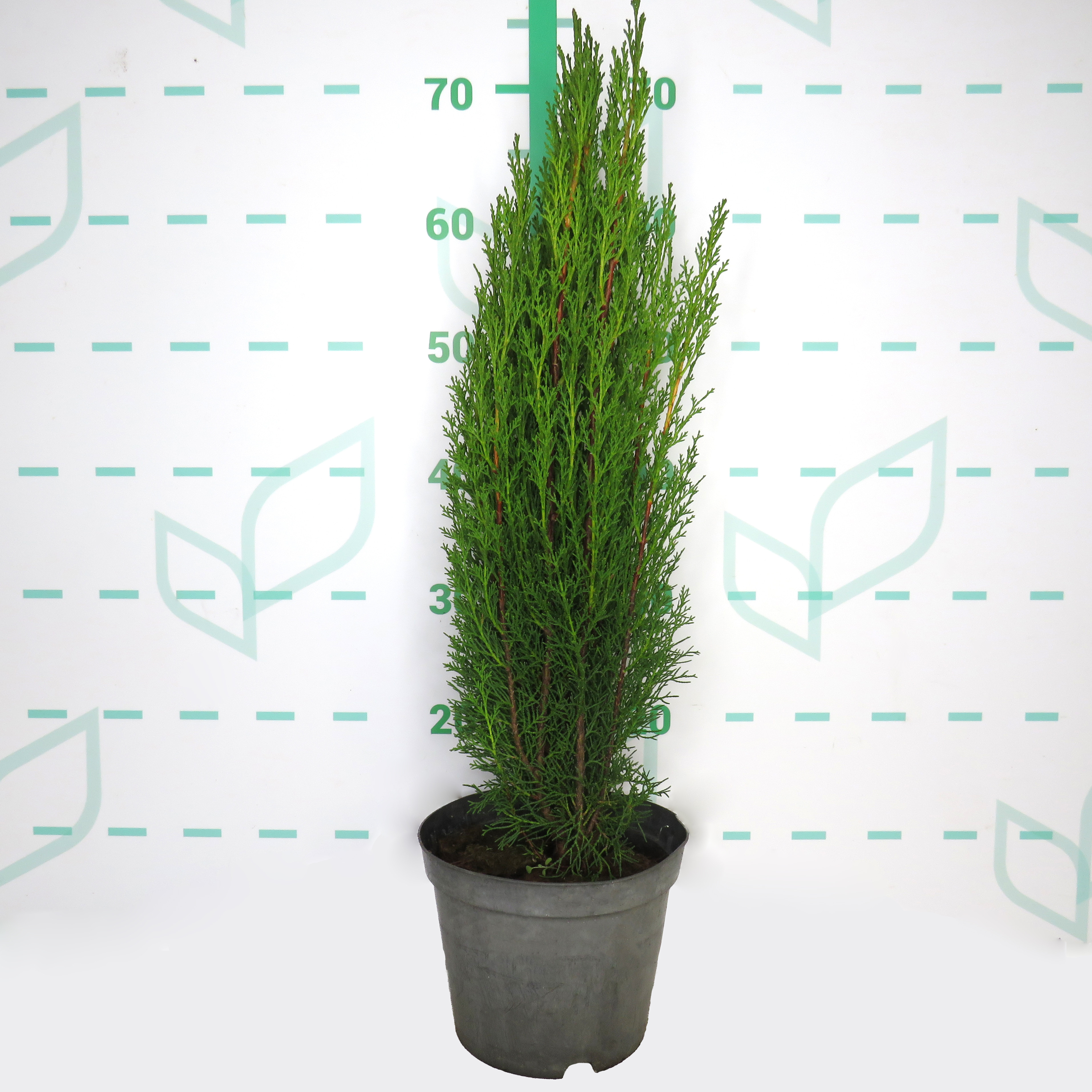Cupressus sempervirens "Totem" 3L 40/60