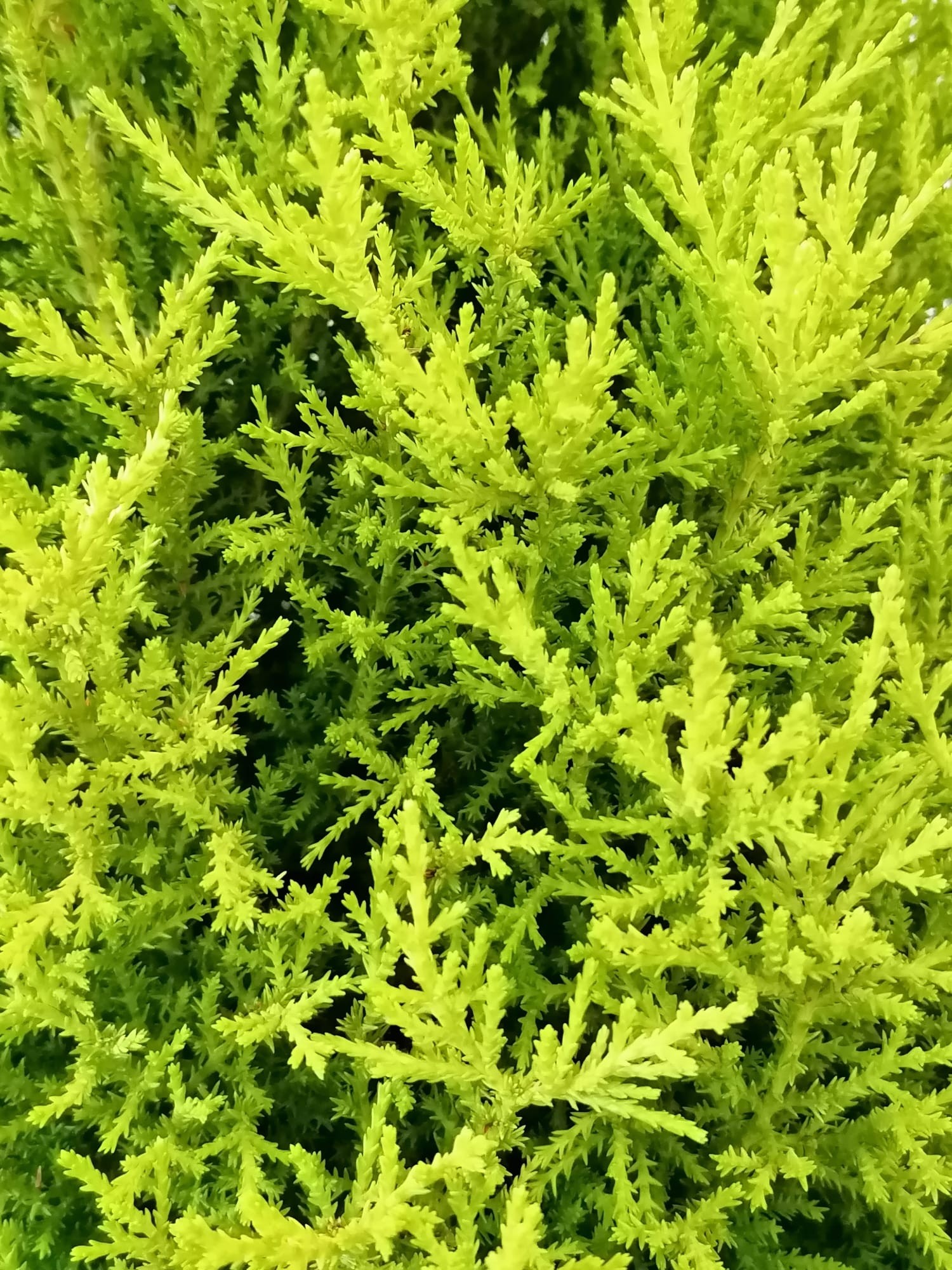 Cupressus macrocarpa "Wilma" 2.5L Deco 40/50