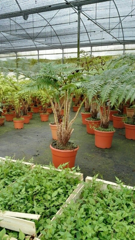 Cyathea cooperi 15L