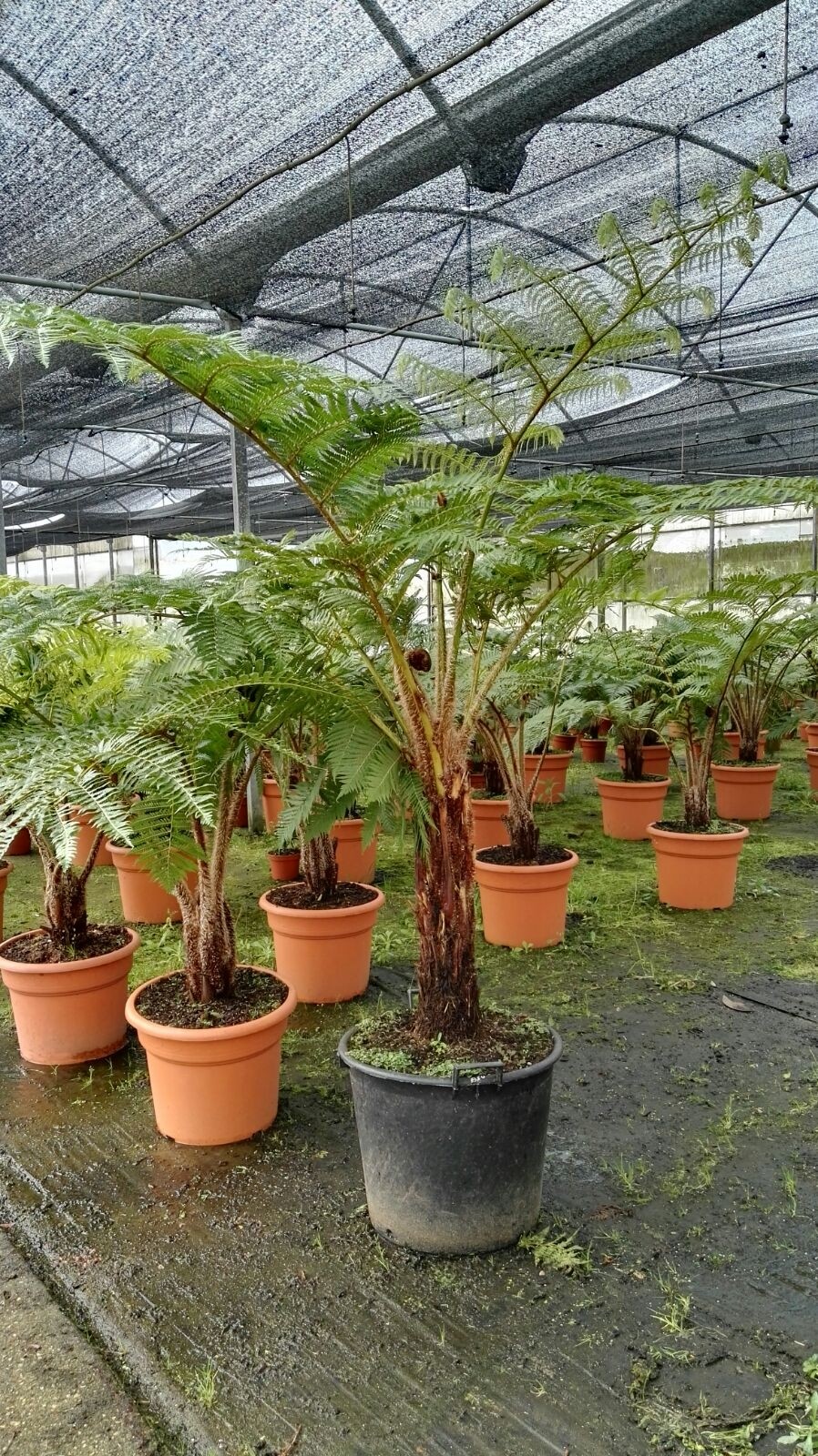 Cyathea cooperi 70L Ht 70/80 250/300