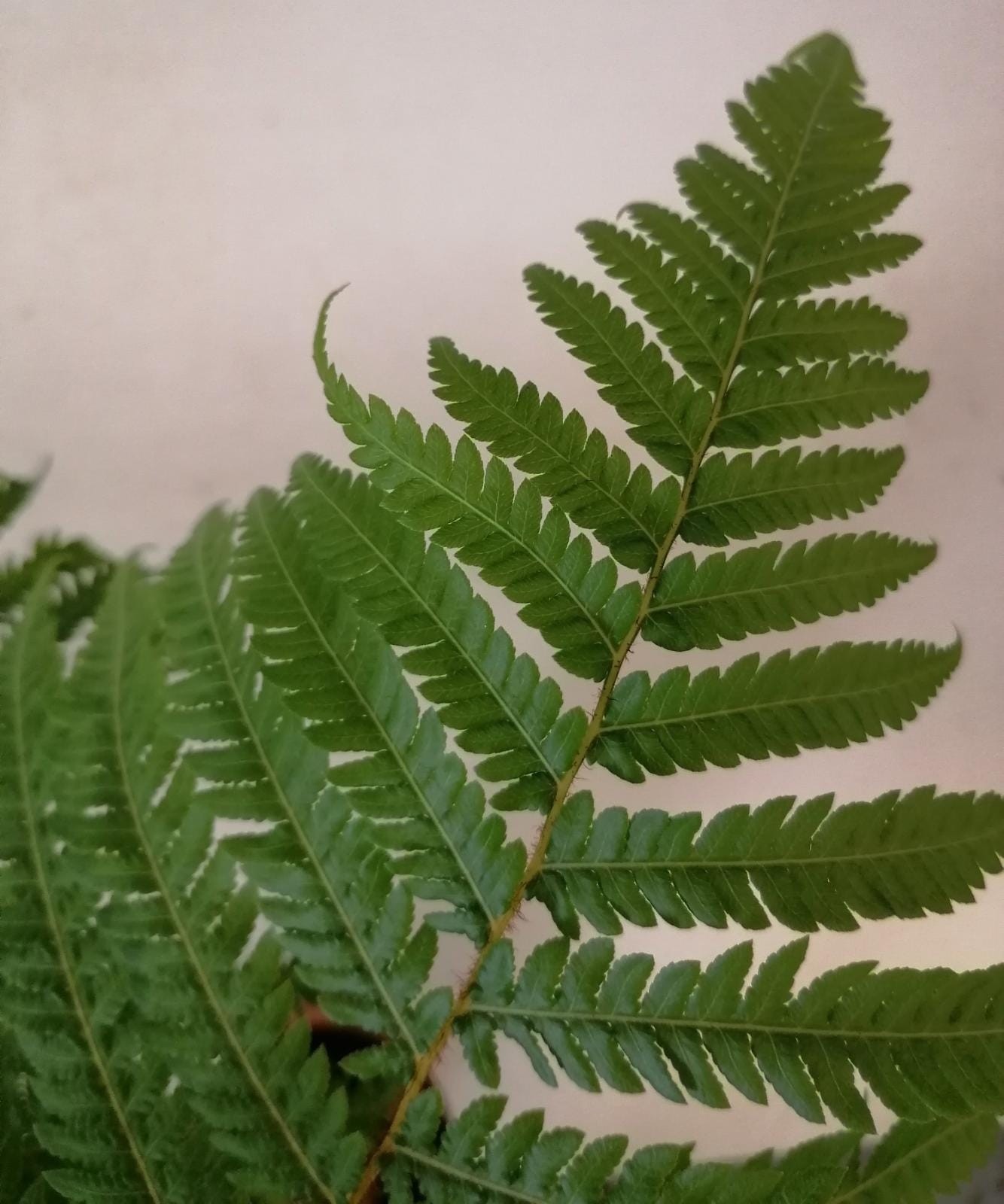 Cyathea cooperi 10L 60/80