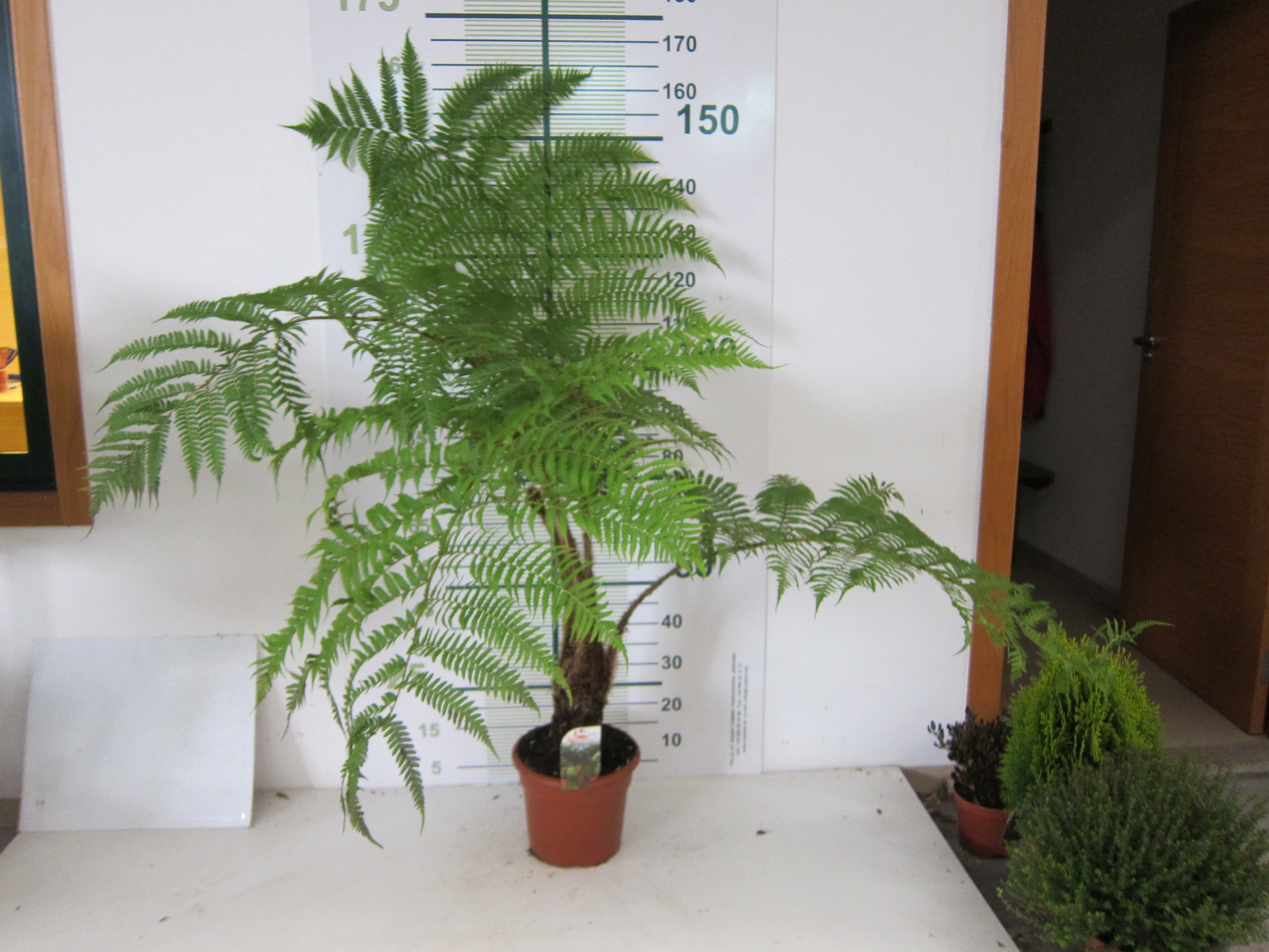 Cyathea cooperi 5L
