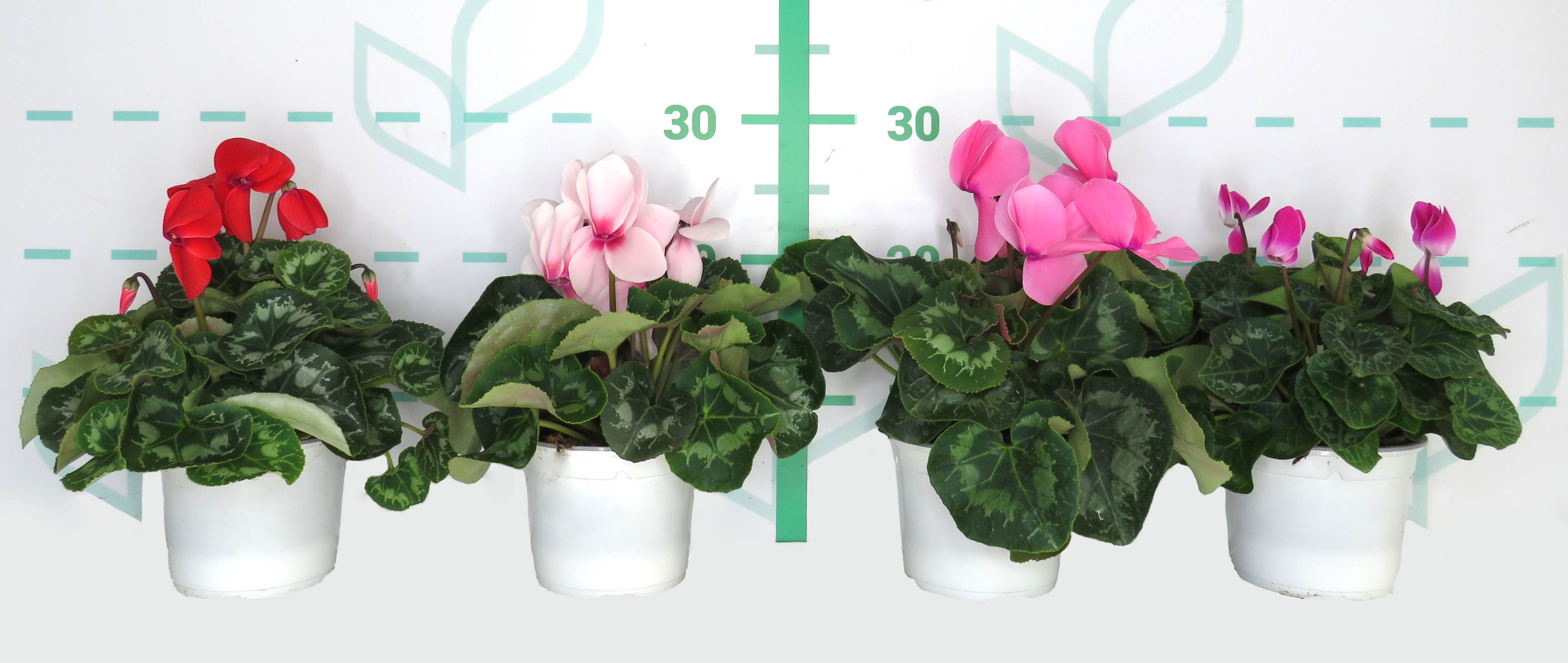 Cyclamen Halios M13 Blanca 