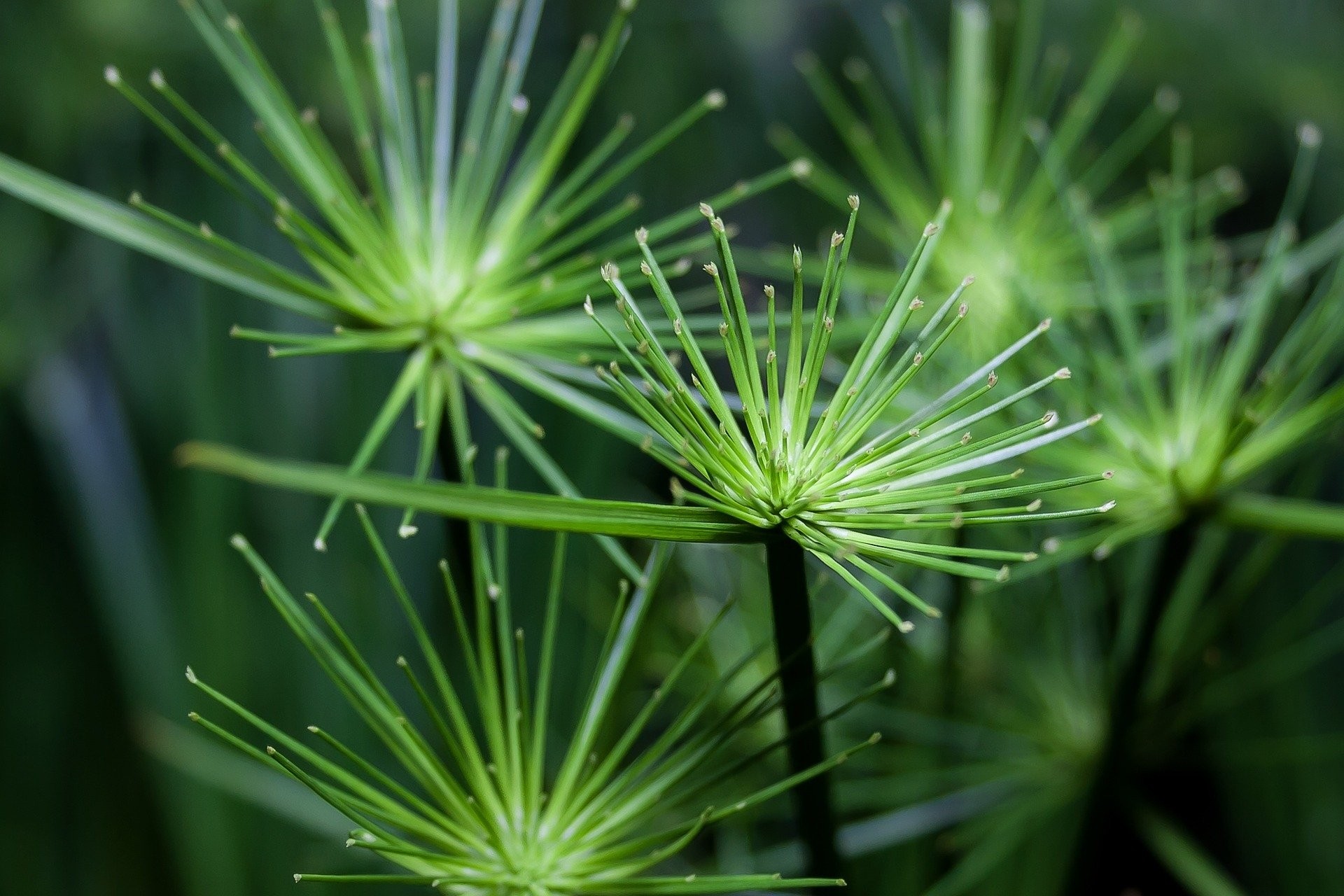 Cyperus papyrus 2L