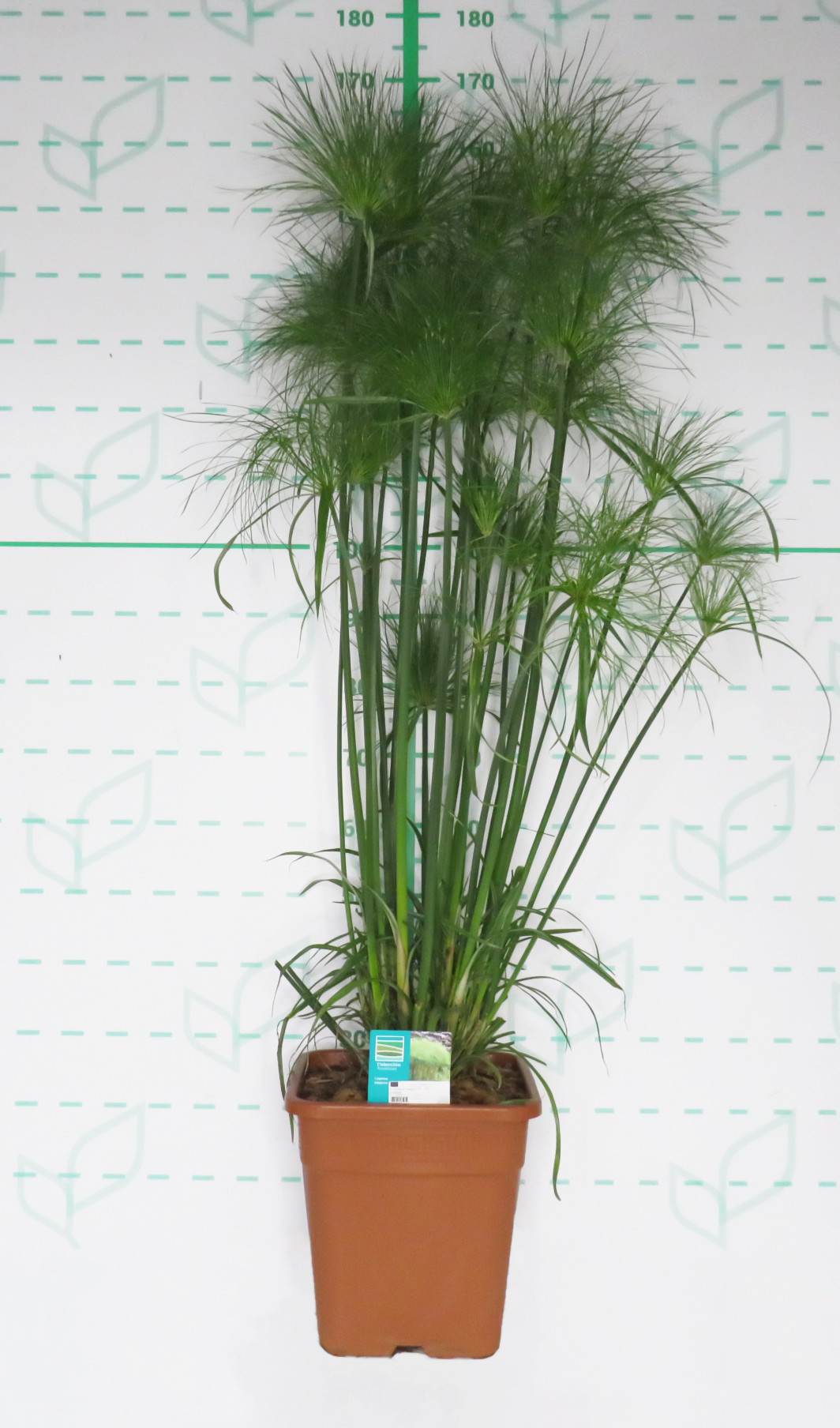 Cyperus papyrus 18L Cuadrada 150/175