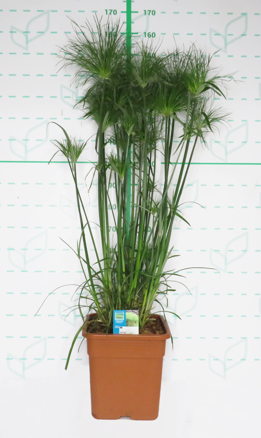 Cyperus papyrus 25L Cuadrada 175/200