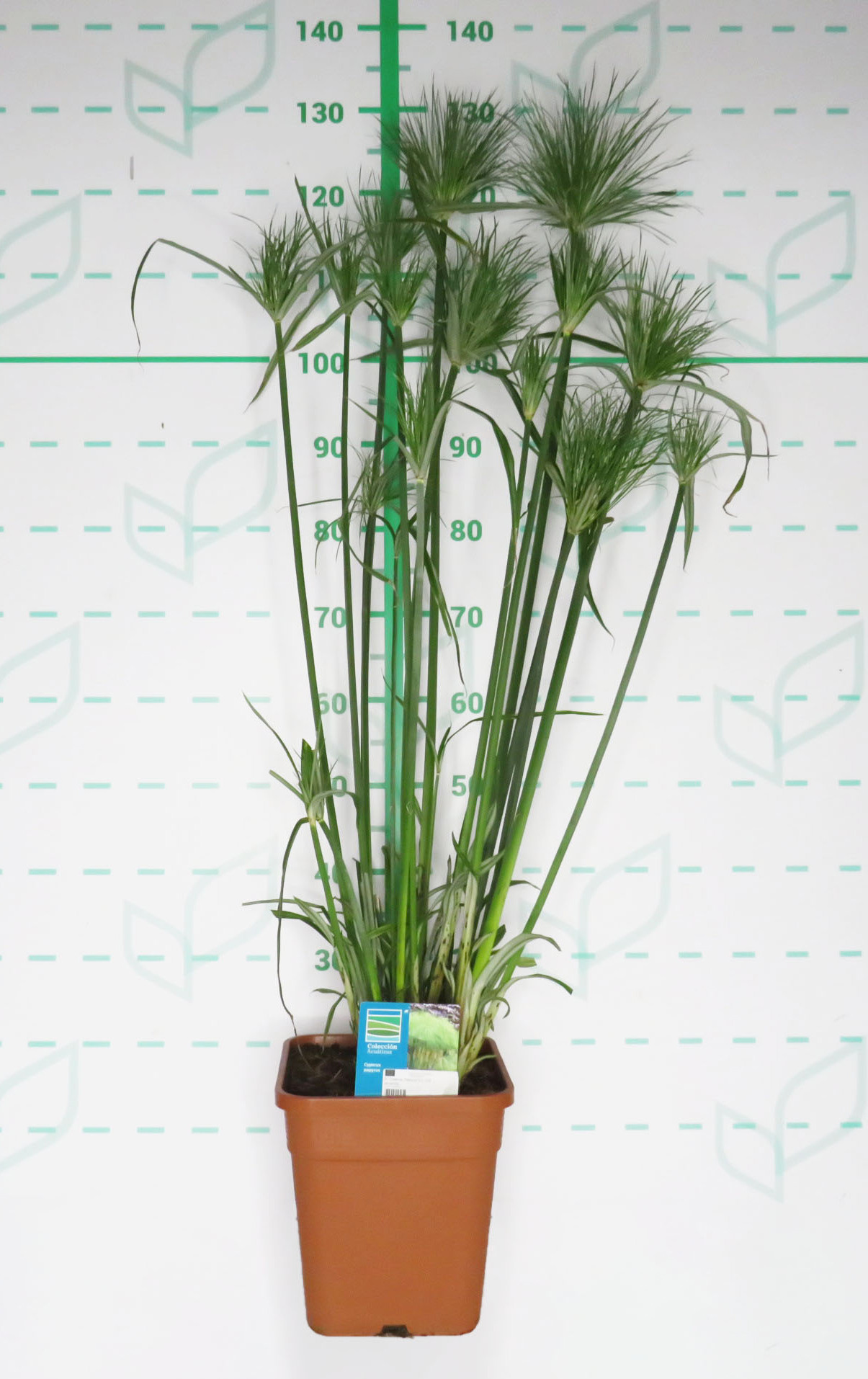 Cyperus papyrus 9L Cuadrada 125/150