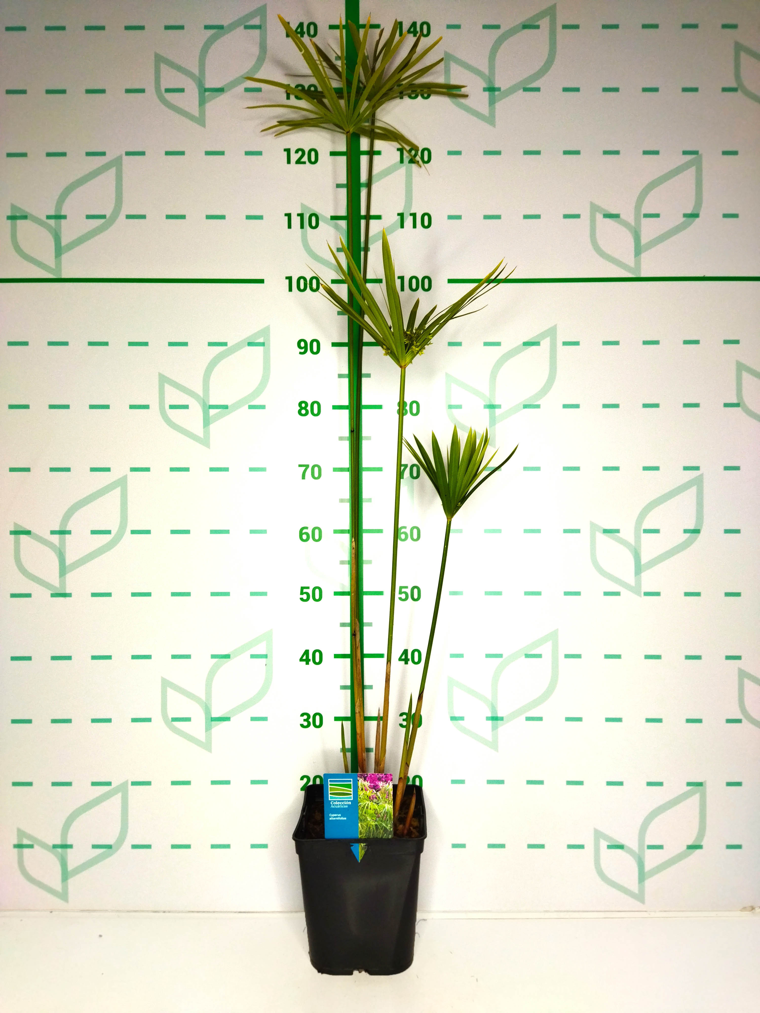 Cyperus papyrus "Alternifolius" 5L R/C 60/70