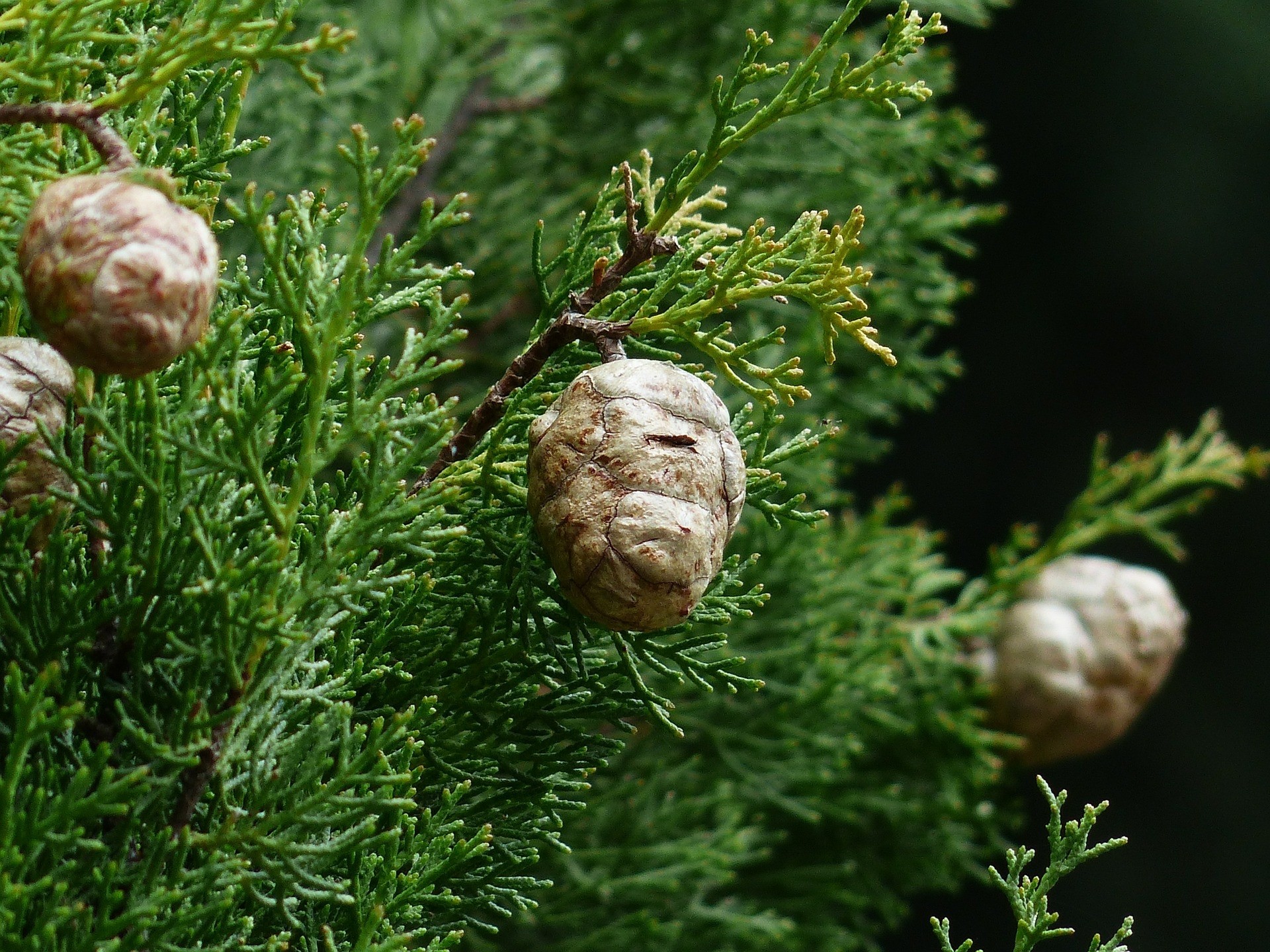 Cupressus sempervirens "Totem" 3L 70/90