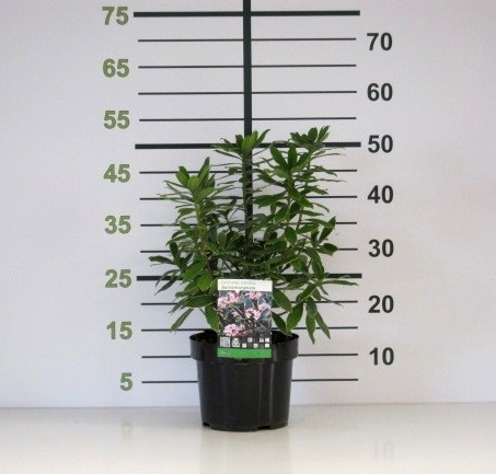 Daphne odora "Aureomarginata" 2L 20/25 