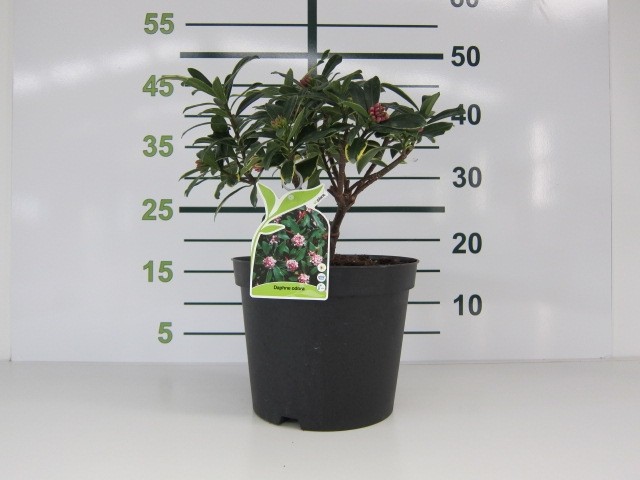 Daphne odora "Aureomarginata" 7.5L 40/50