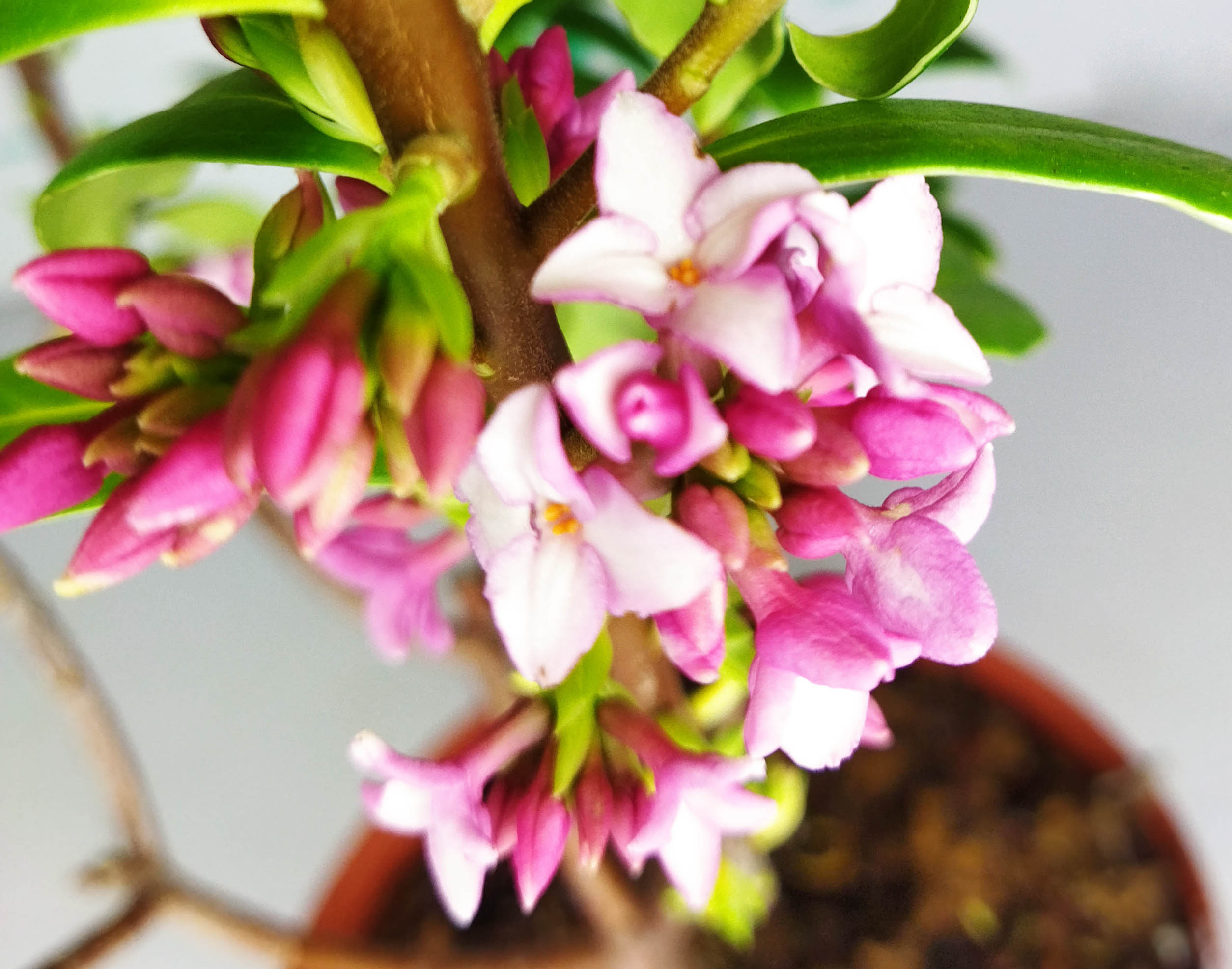 Daphne odora "Aureomarginata" 5L 30/40