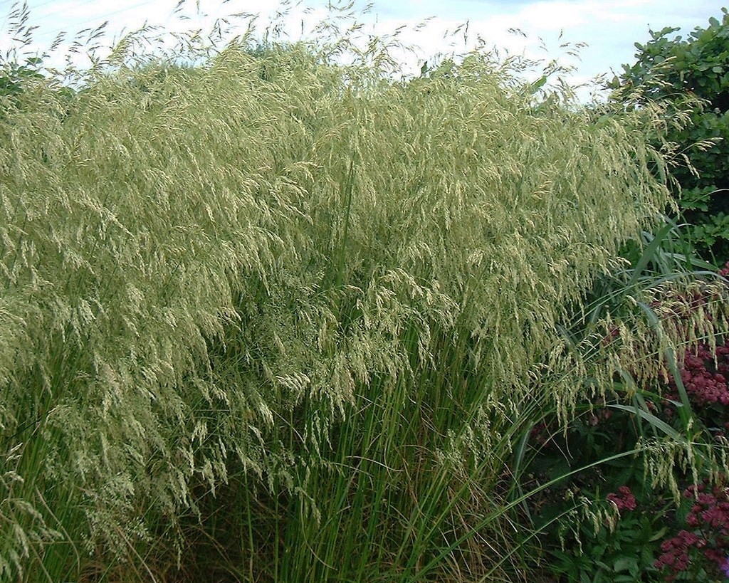 Deschampsia cespitosa 2.5L R/C 20/30