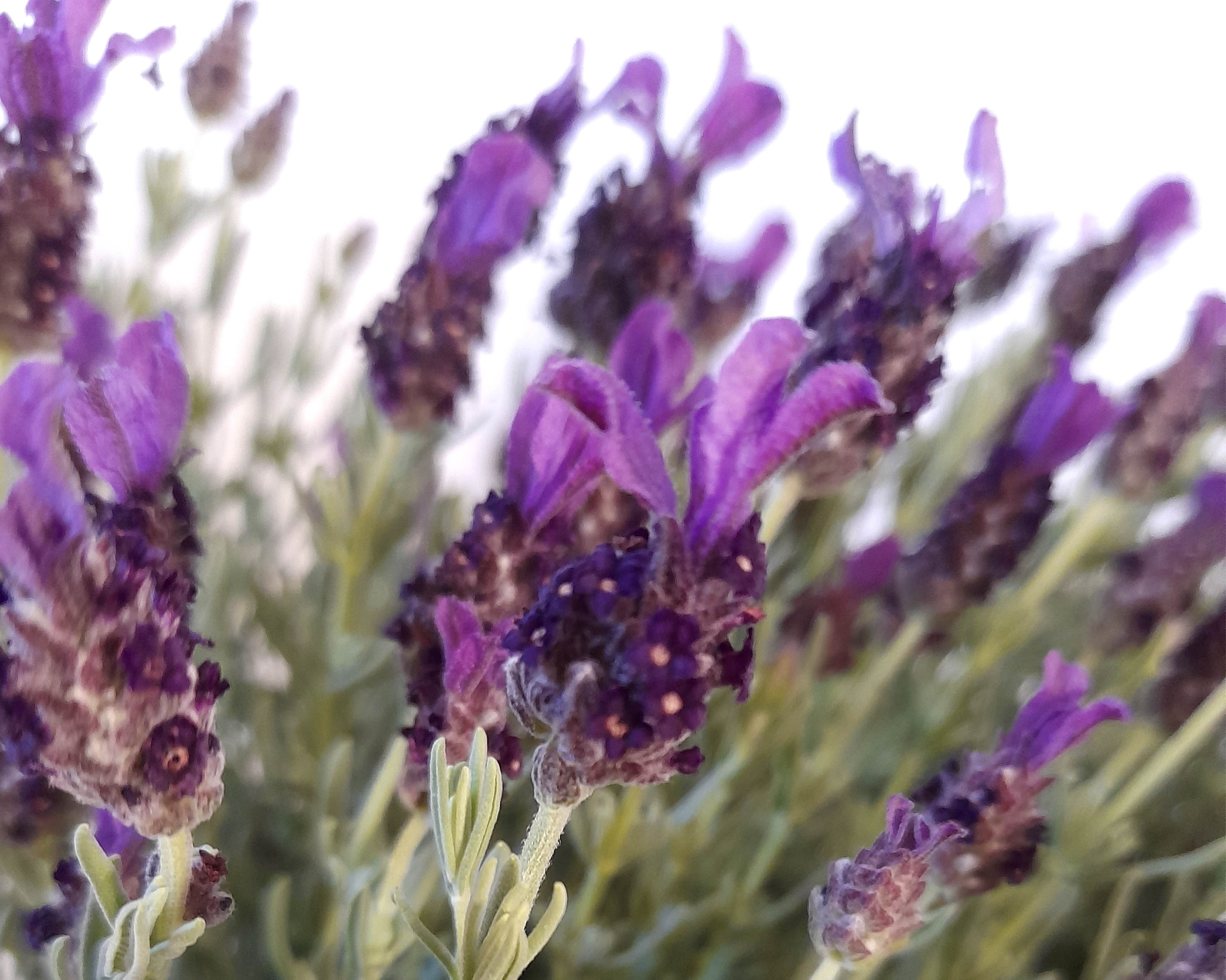 Lavandula stoechas M15  15/20