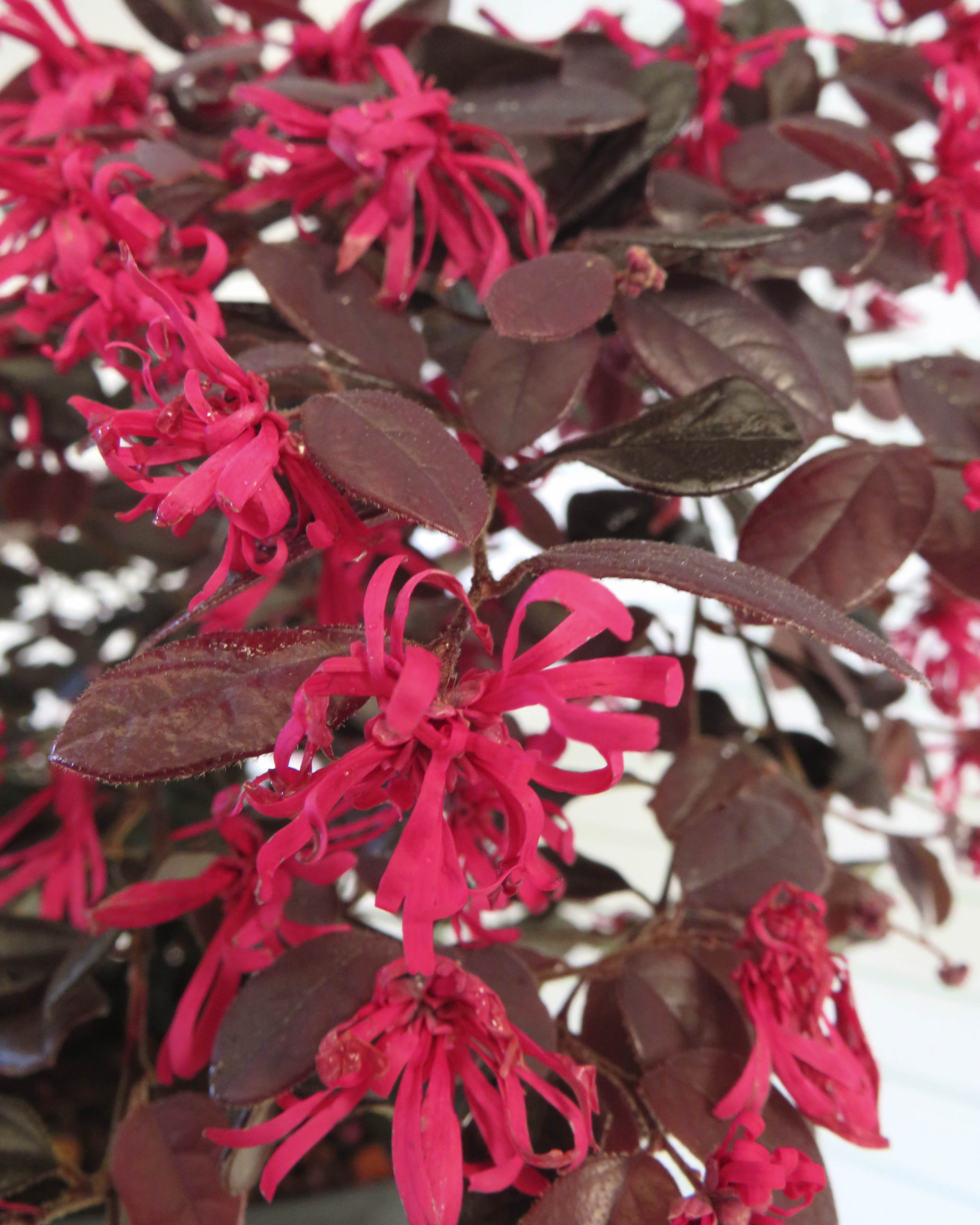 Loropetalum chinensis "Black Pearl" ® 7.5L