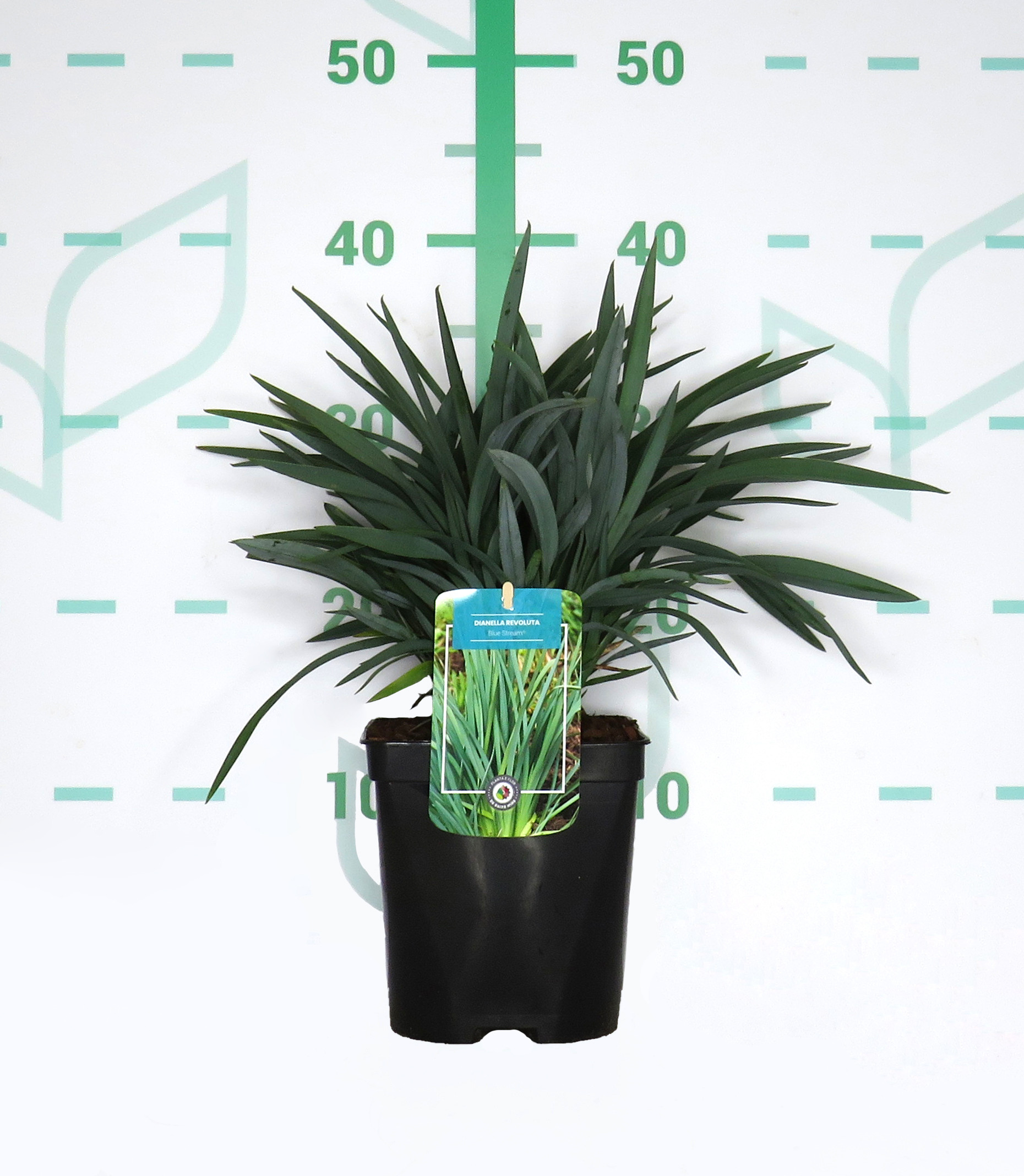 Dianella revoluta "Blue Stream" 2L