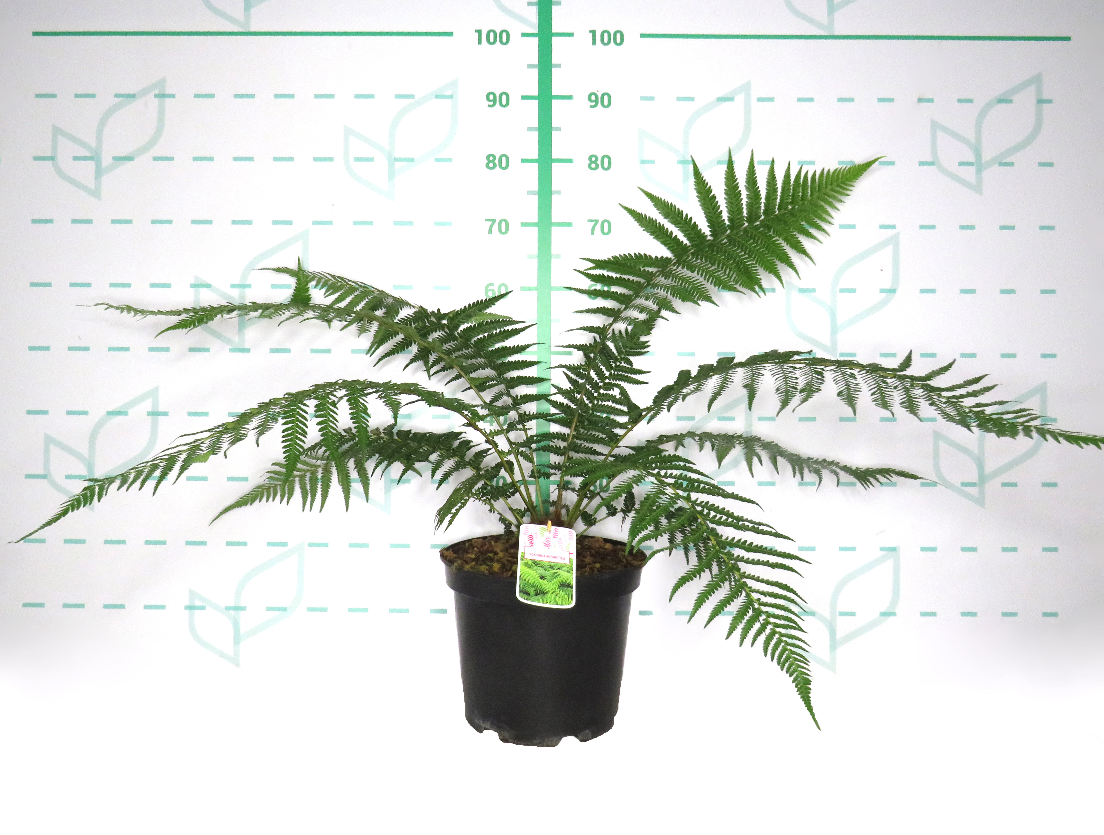 Dicksonia antarctica 10L 50/60