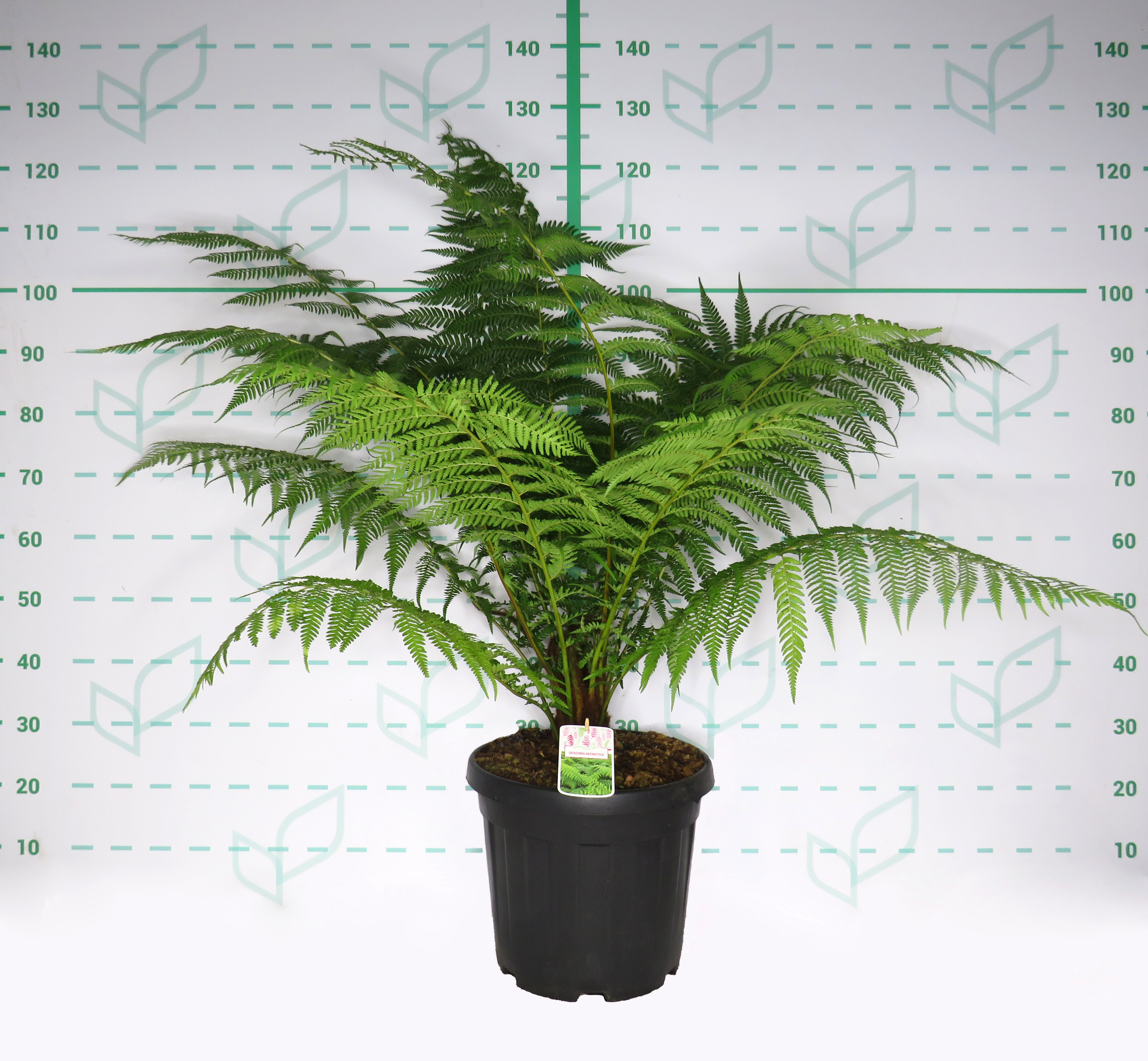 Dicksonia antarctica 20L 60/80