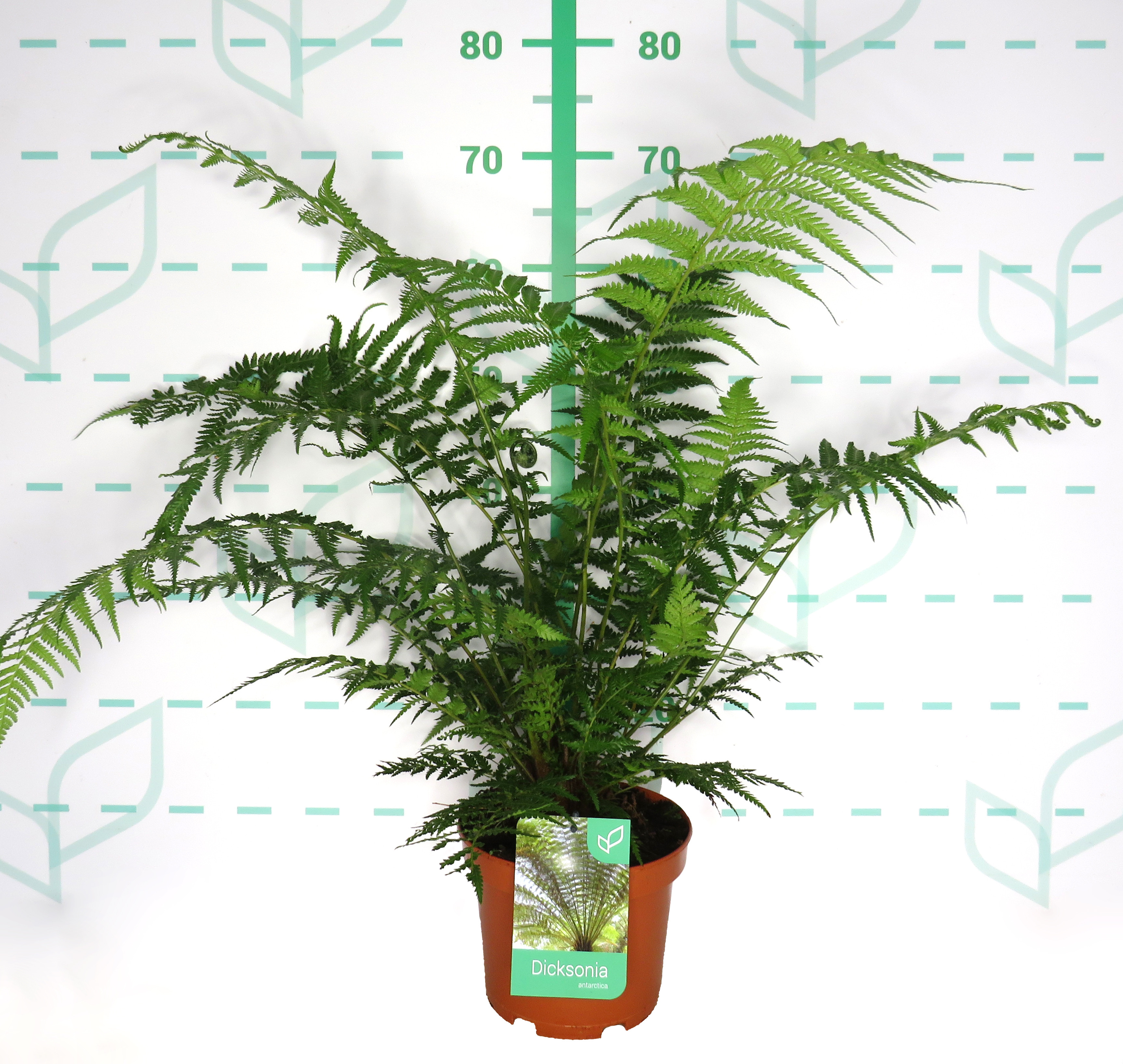 Dicksonia antarctica 3L 50/60