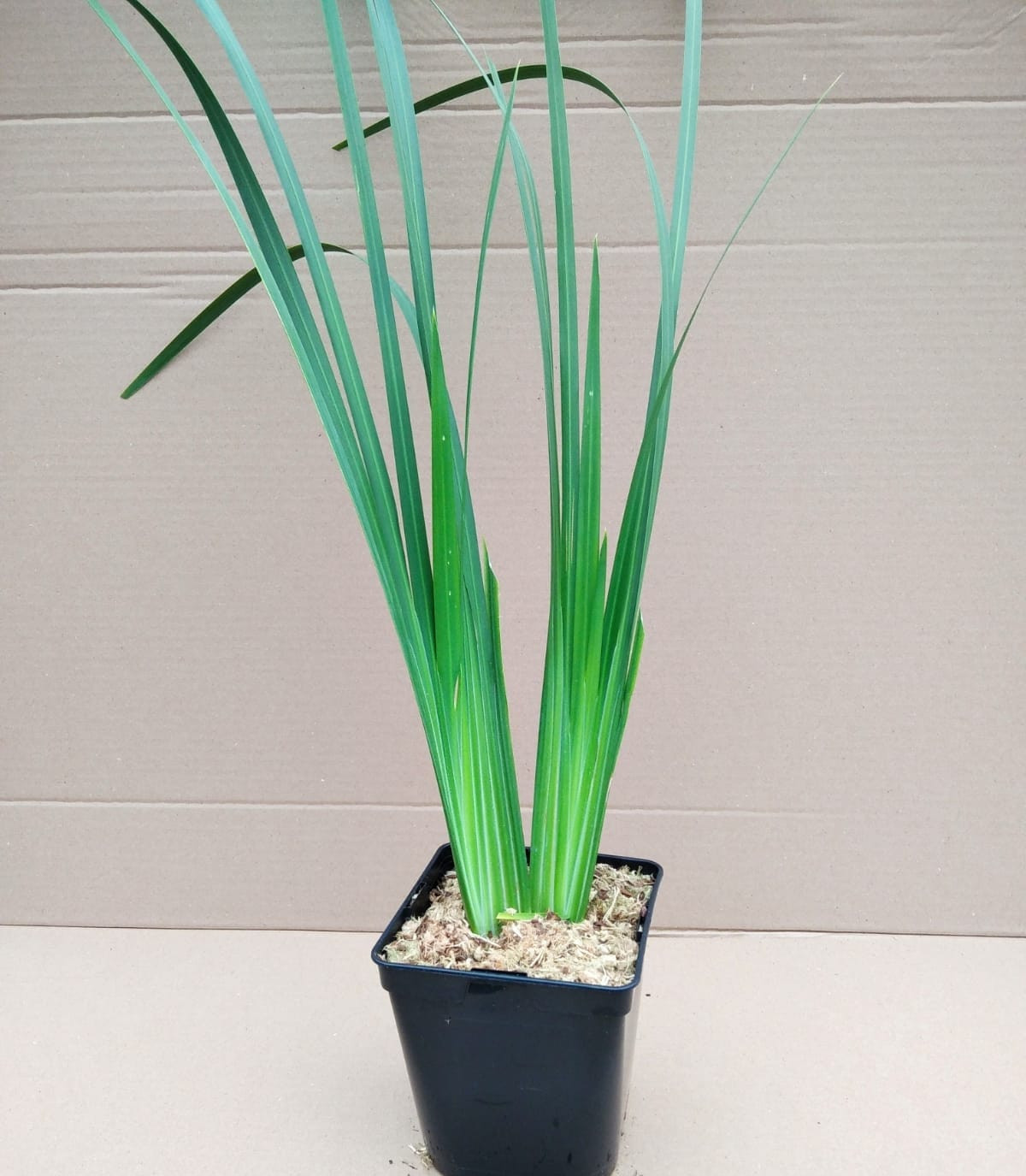 Dietes bicolor 2L R/C 40/50
