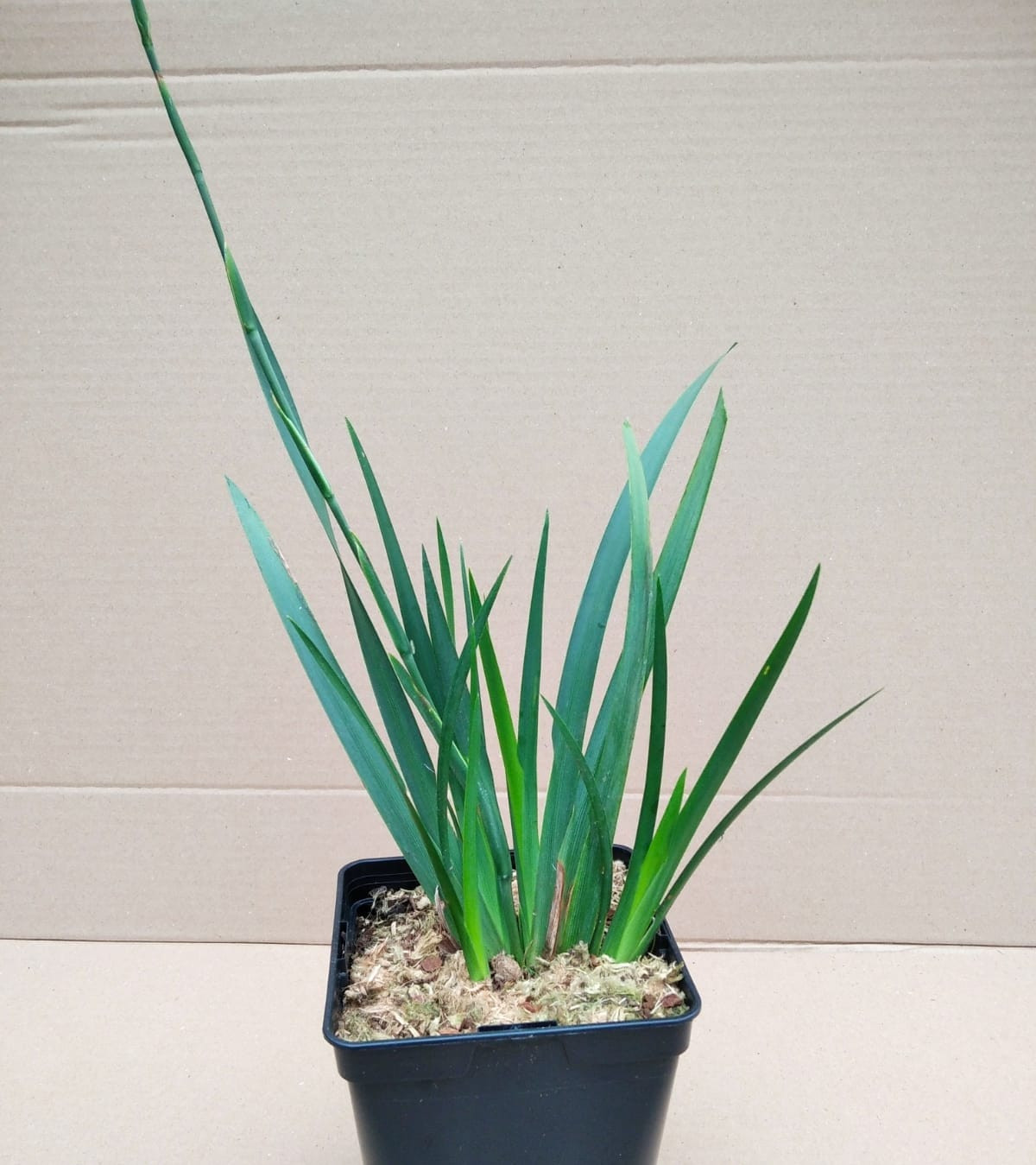 Dietes grandiflora 2L R/C 20/30