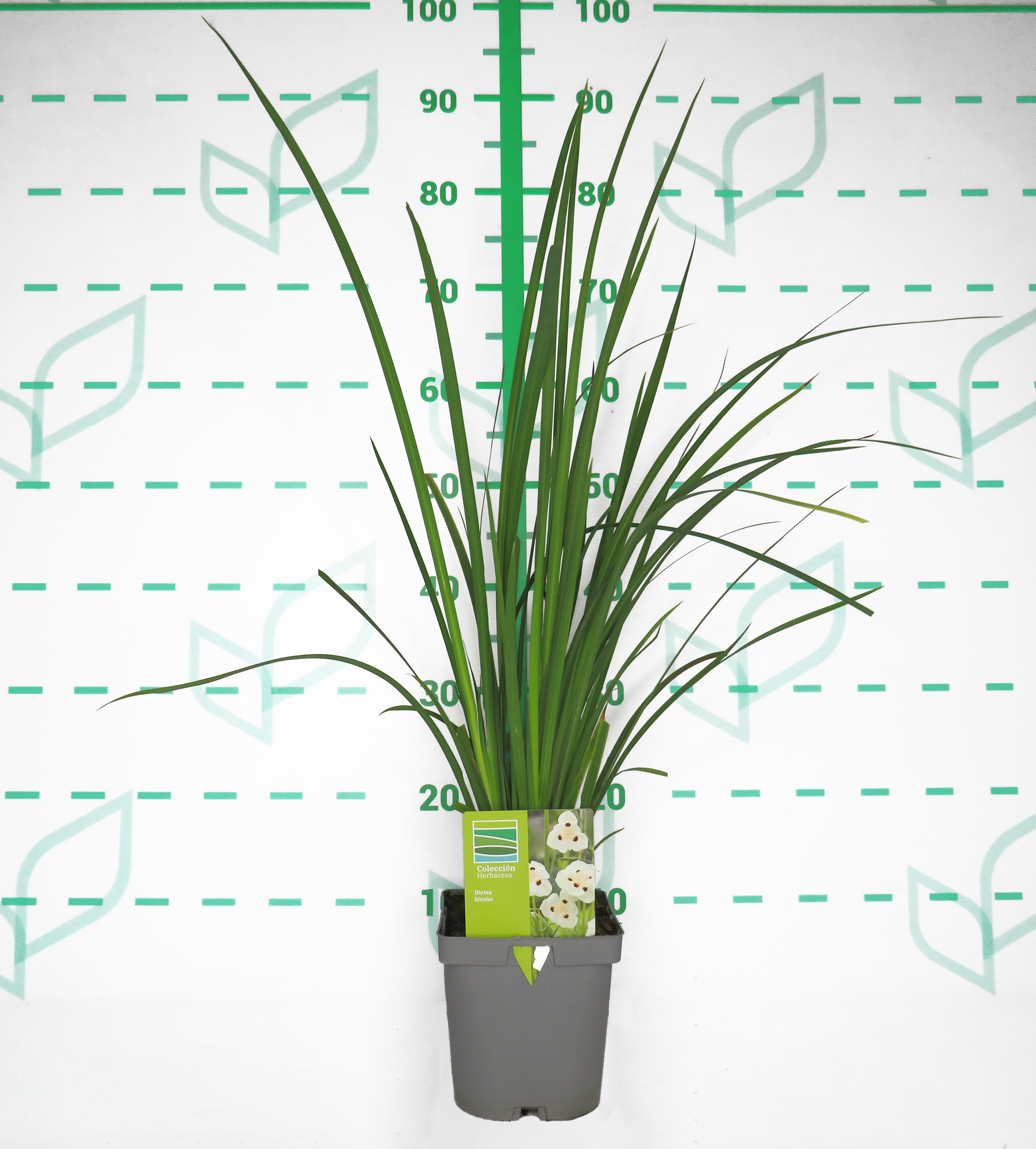 Dietes bicolor 2L R/C 30/40