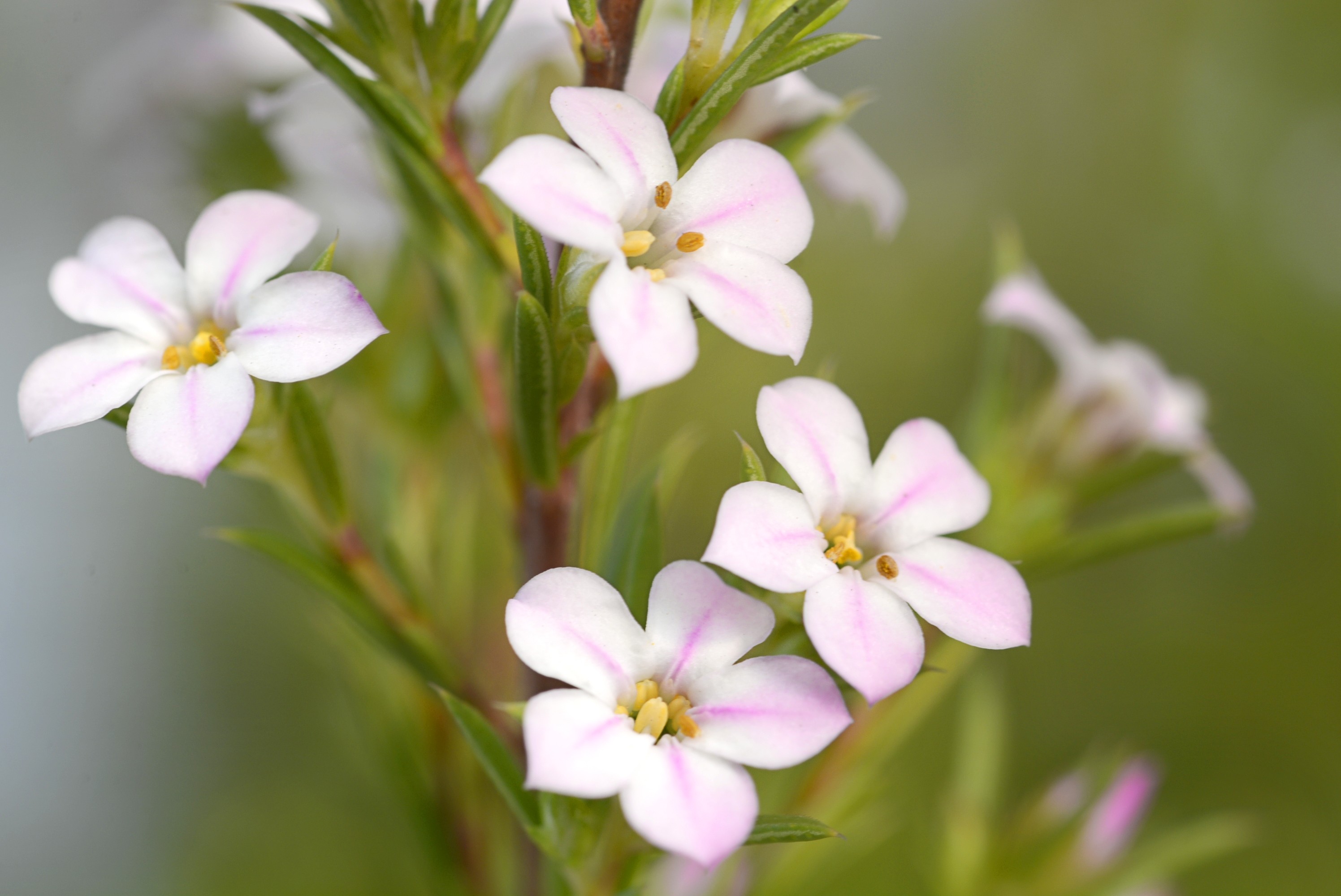 Diosma ericoides 10L 30/35