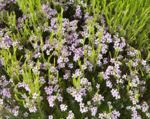 Diosma hirsuta "Pink Fountain" 2L 15/20