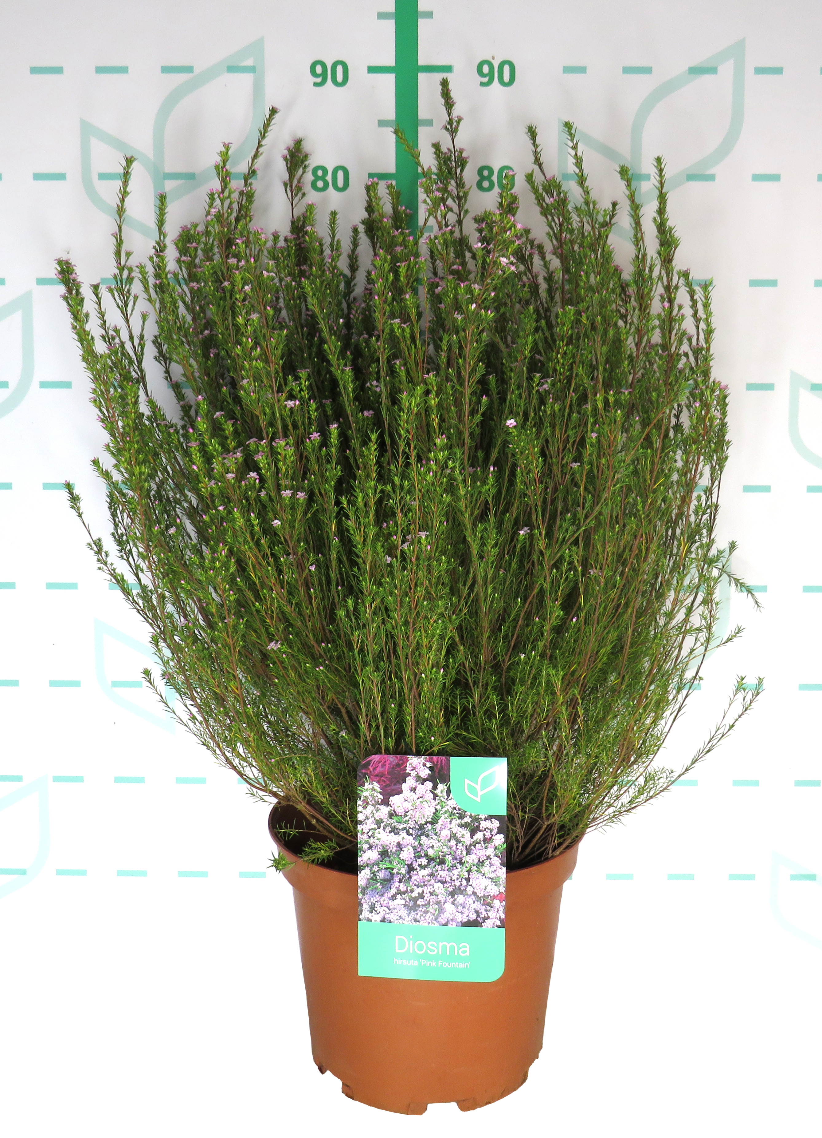 Diosma hirsuta "Pink Fountain" 10L 30/35