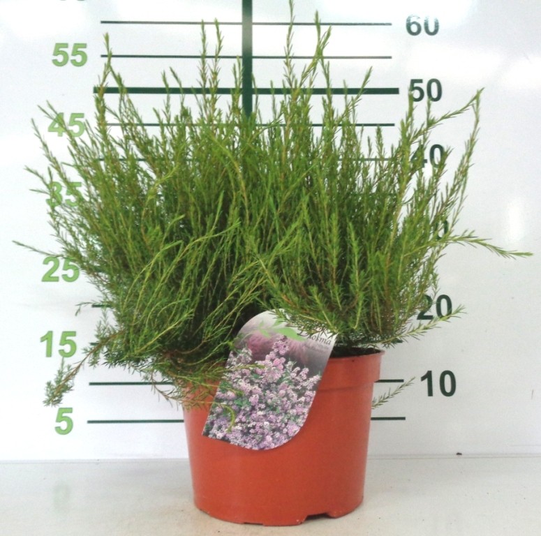 Diosma hirsuta "Pink Fountain" 7.5L