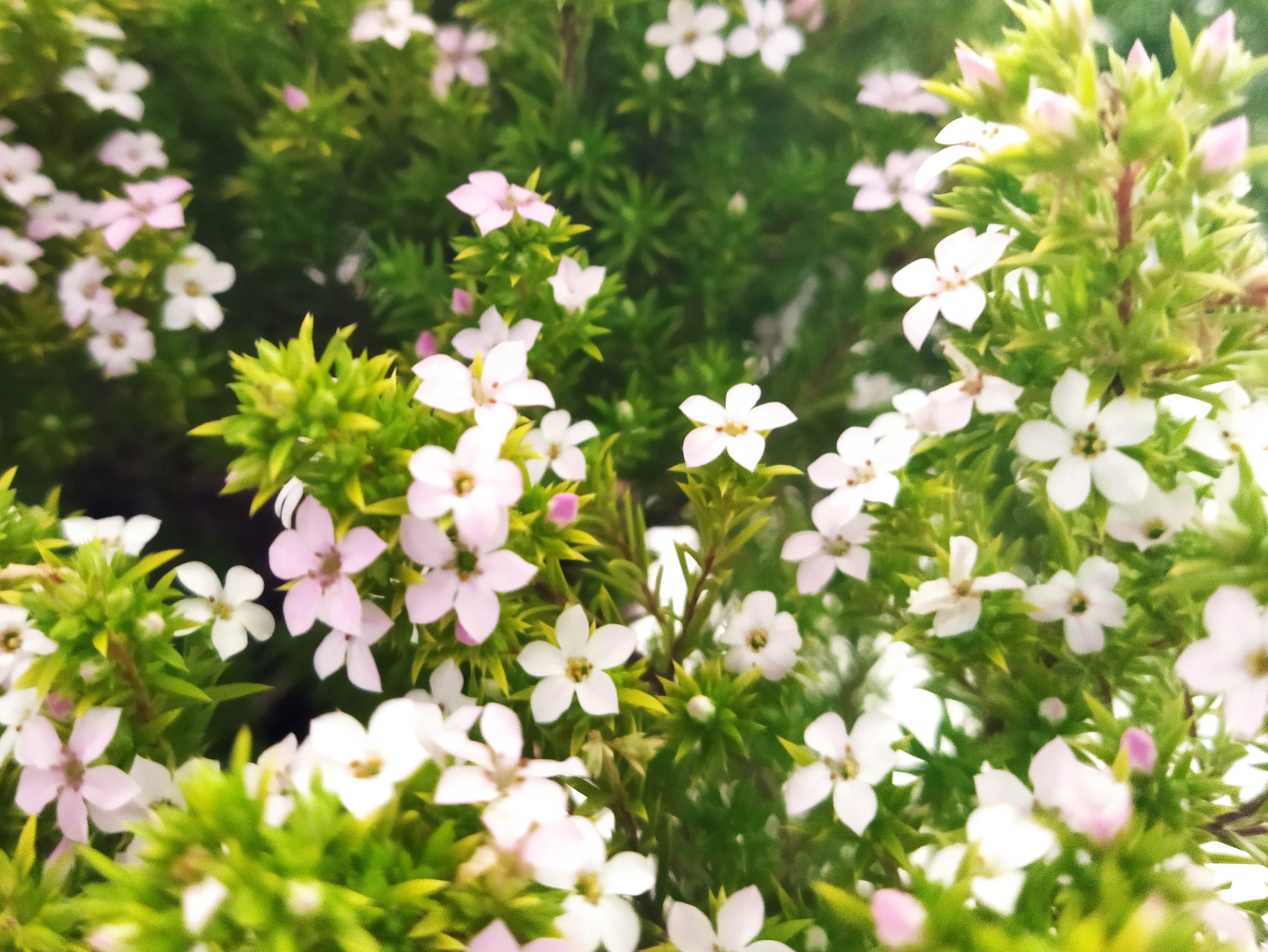 Diosma hirsuta "Sunset Gold" 10L 15/20 DP 20/30