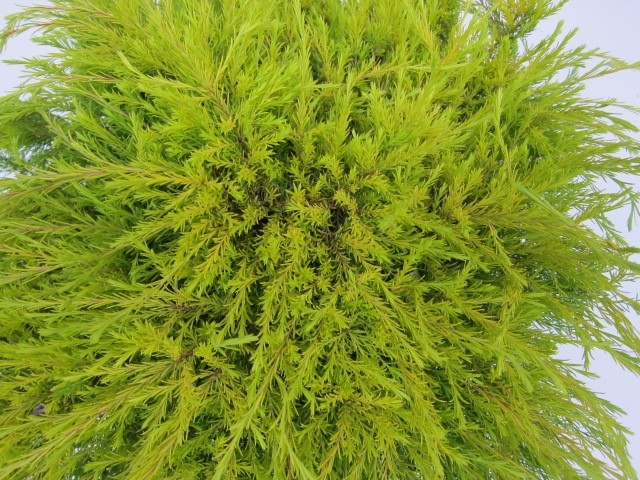Diosma hirsuta "Sunset Gold" 7.5L